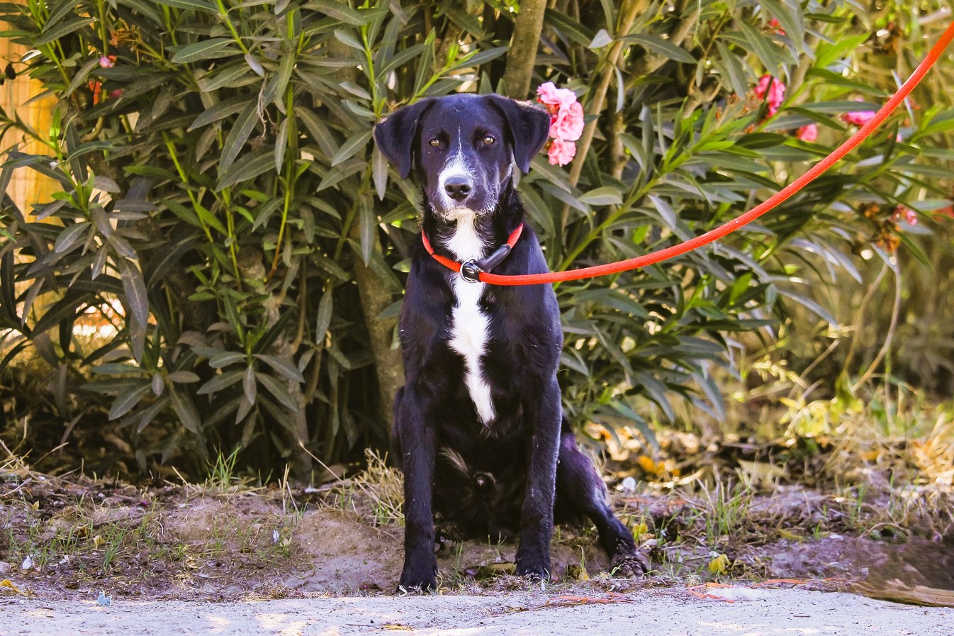 RINGO