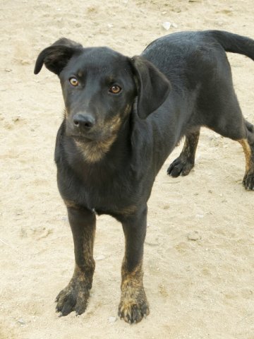 PEPPER