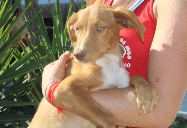 PUP 2 / PEPITO