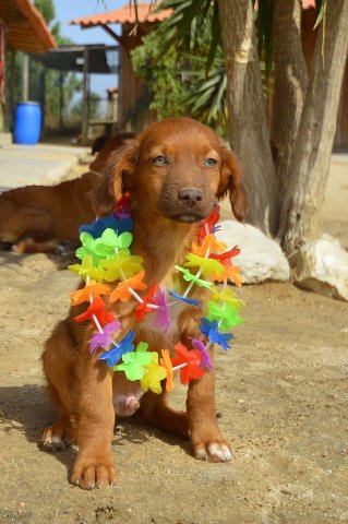 PUP3 - PEPE