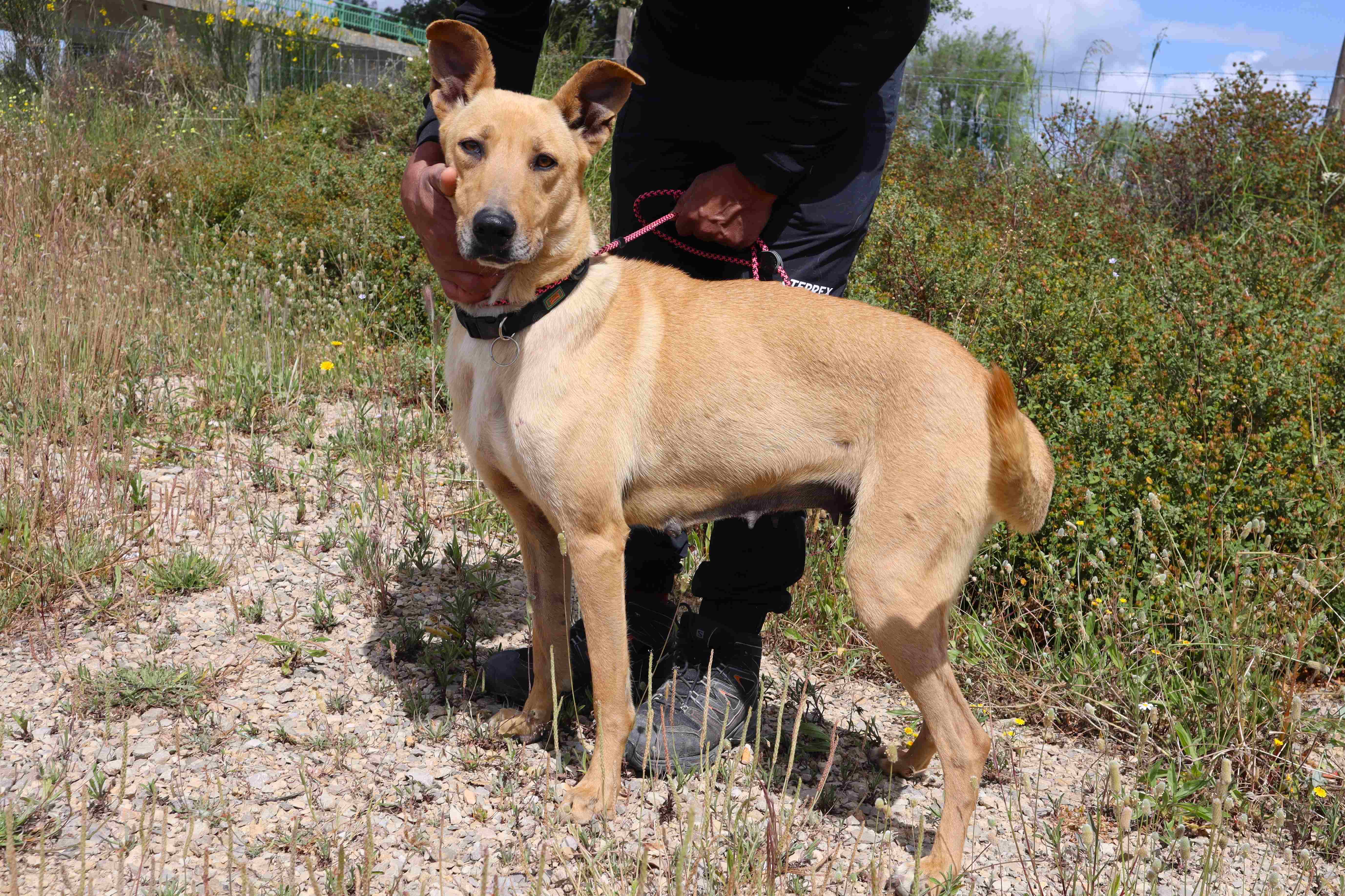 NELIA