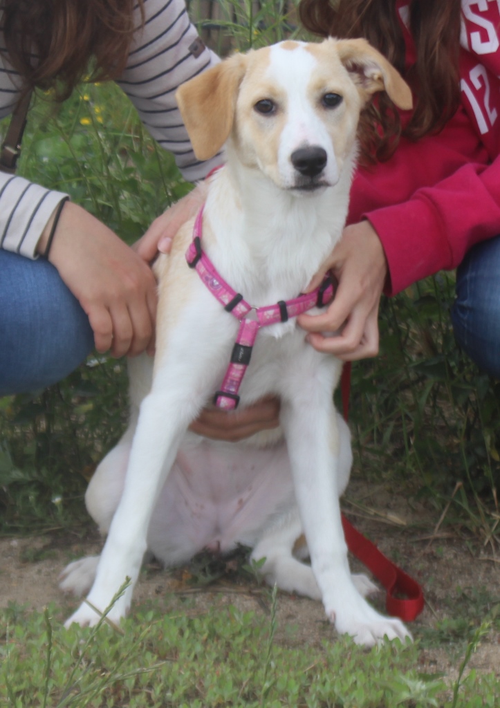 MASHA
