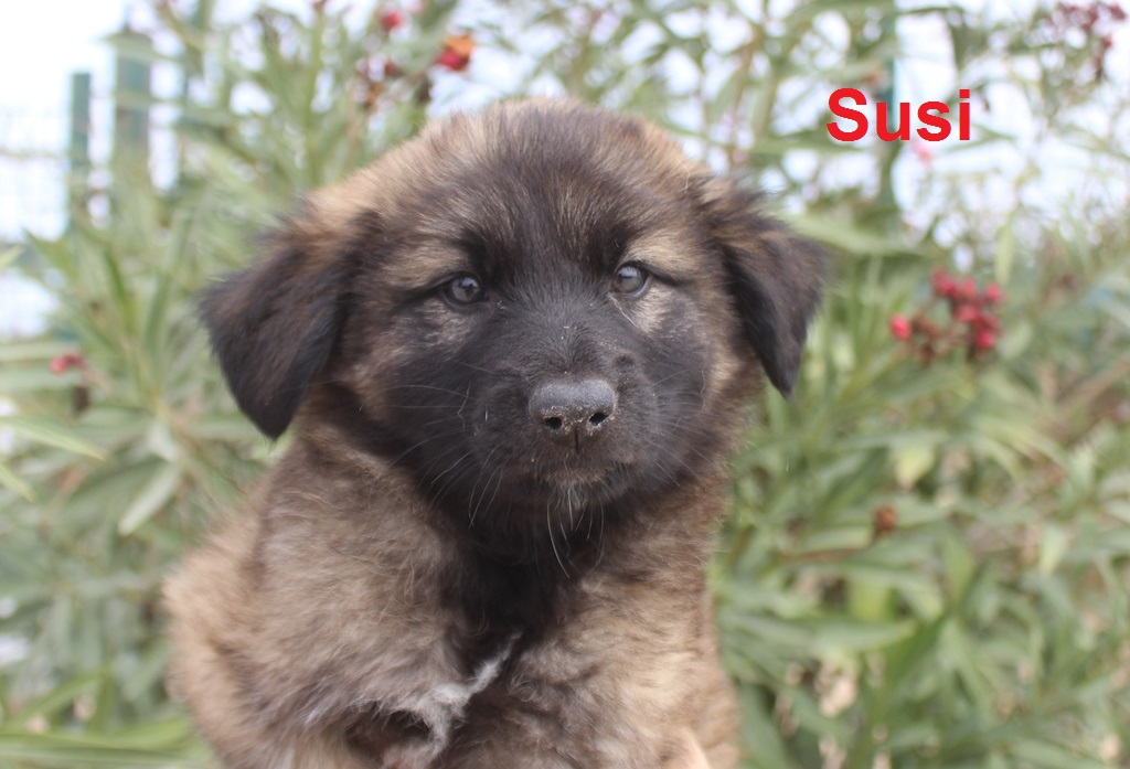SUSI