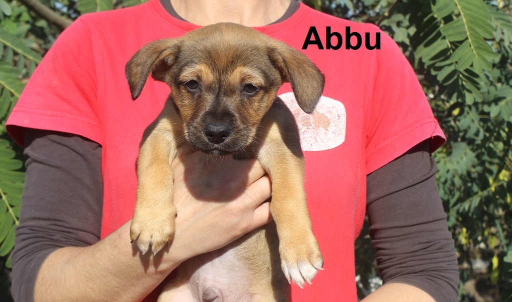 ABBU