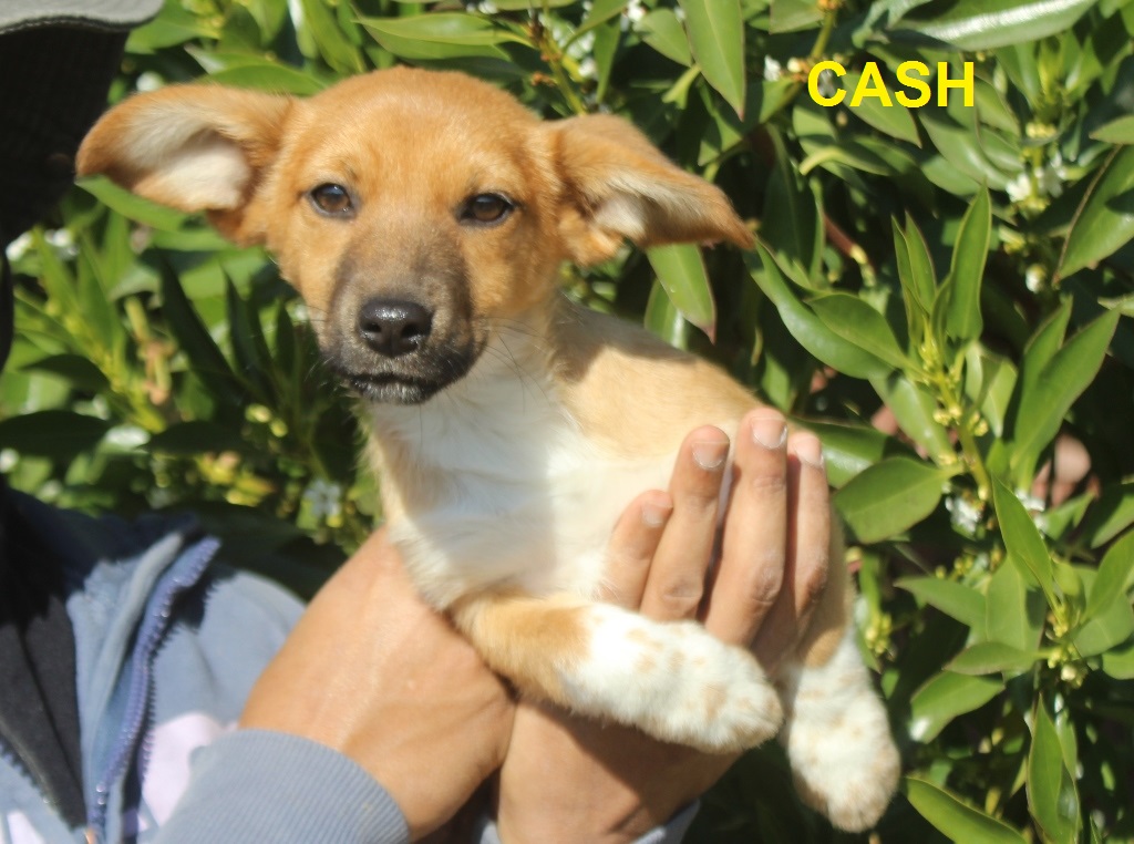 CASH