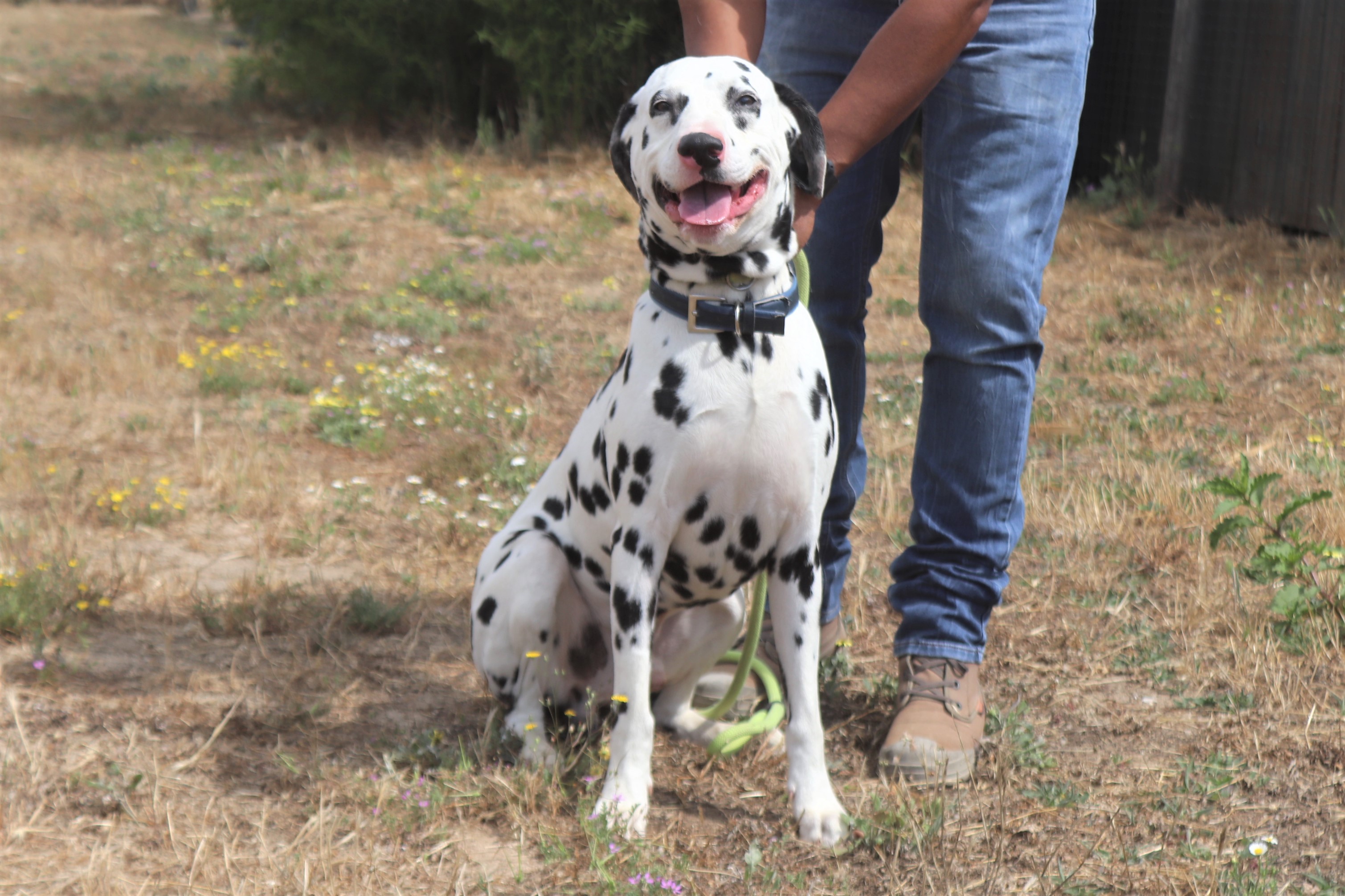 PIDI