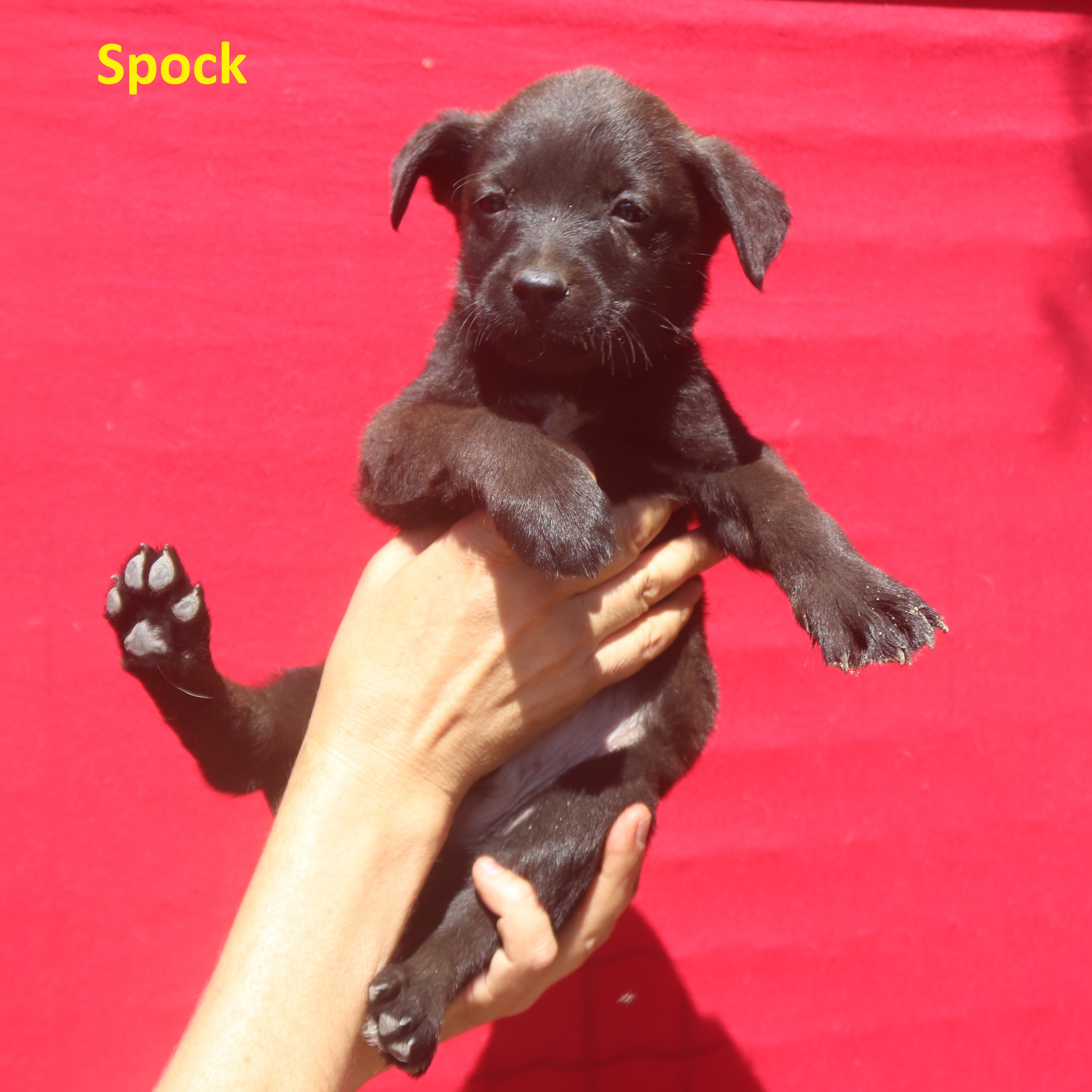 SPOCK