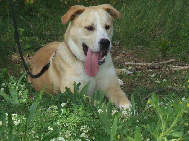GASPAR