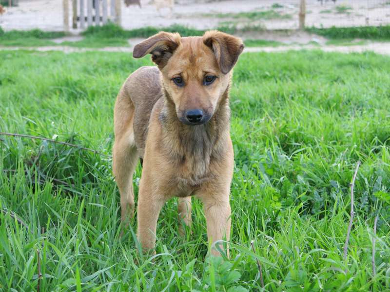 JULIETA