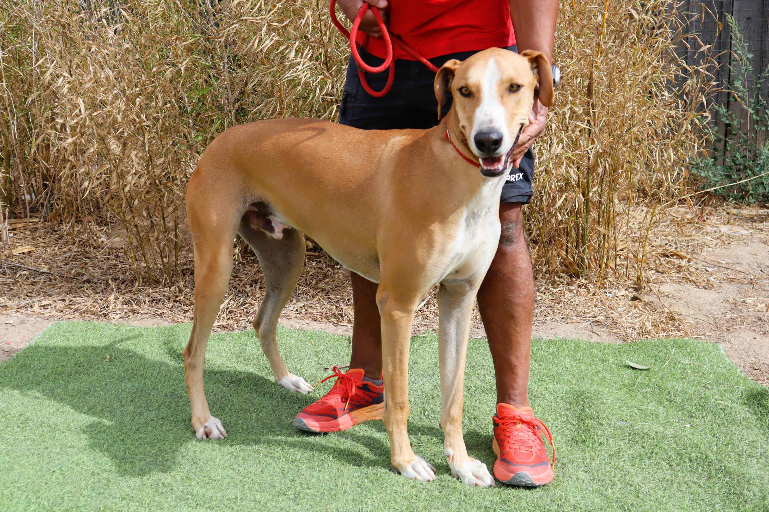 ENZO