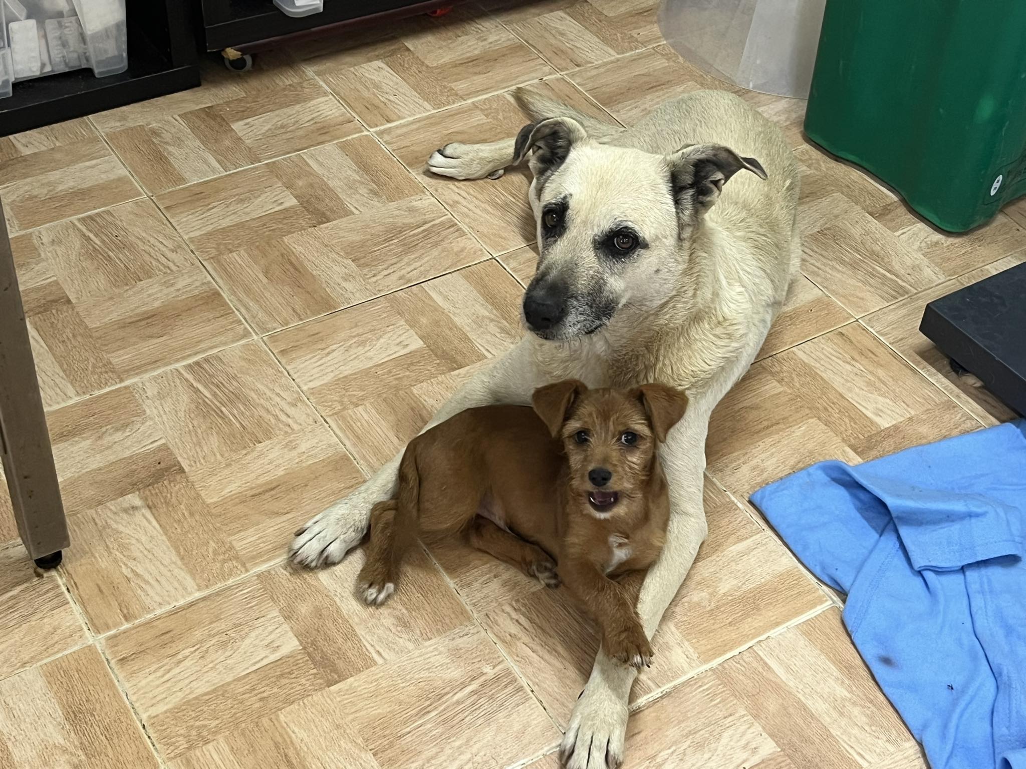 LUCKY / BENNY 10001