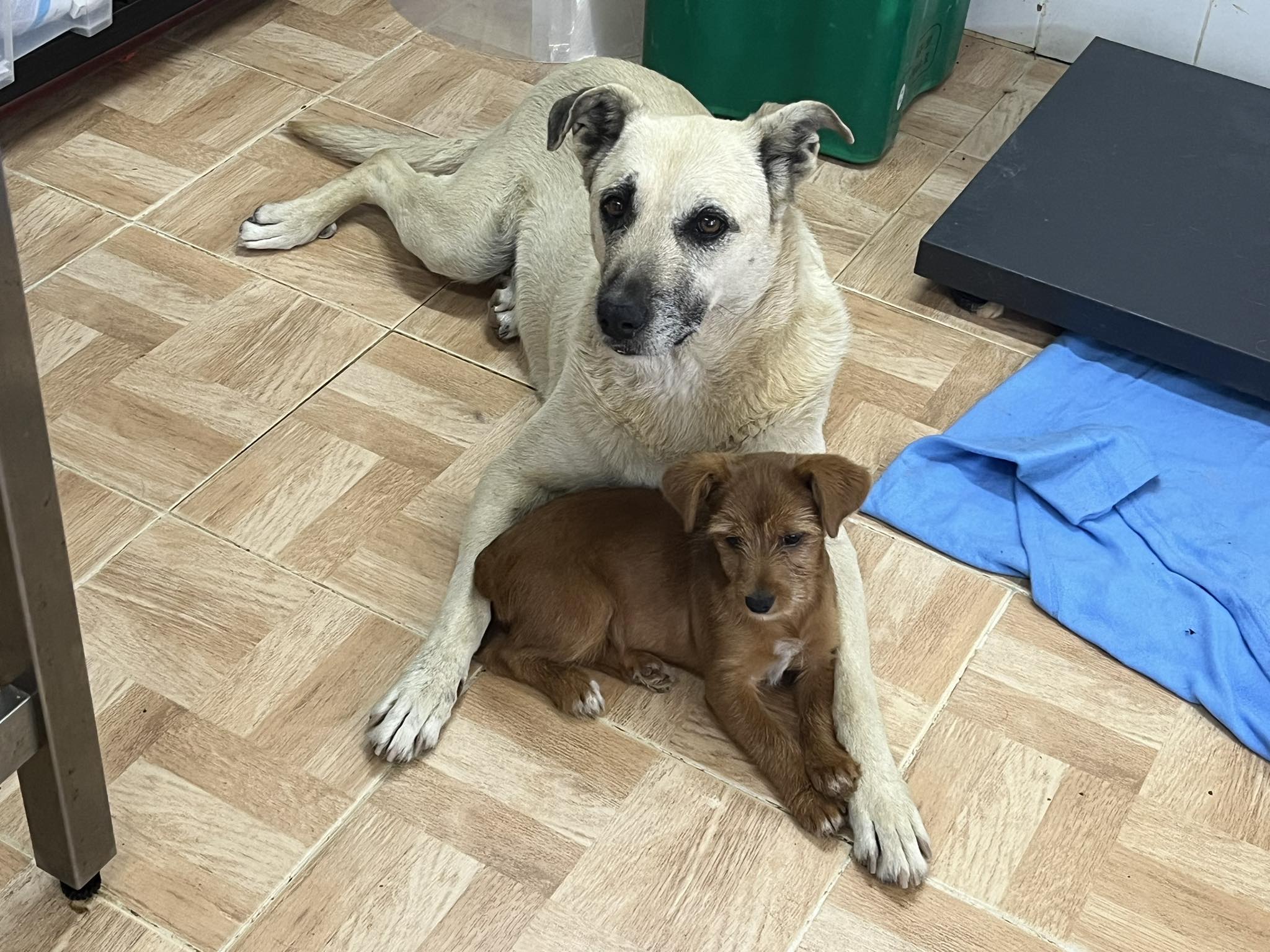 LUCKY / BENNY 10001