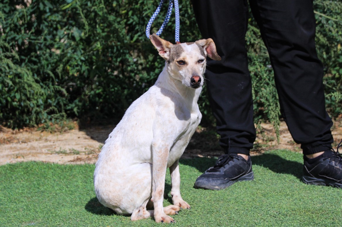 TRICIA 10506