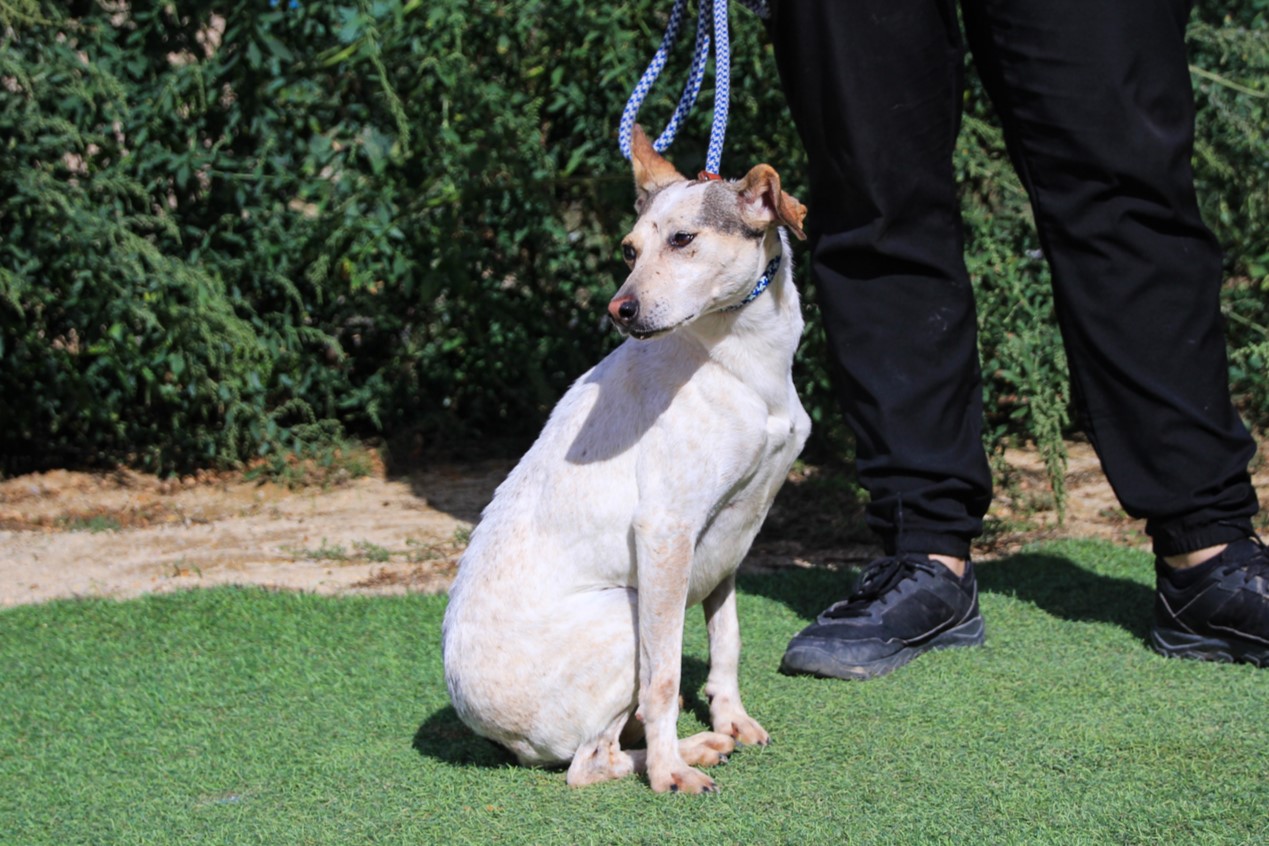 TRICIA 10506