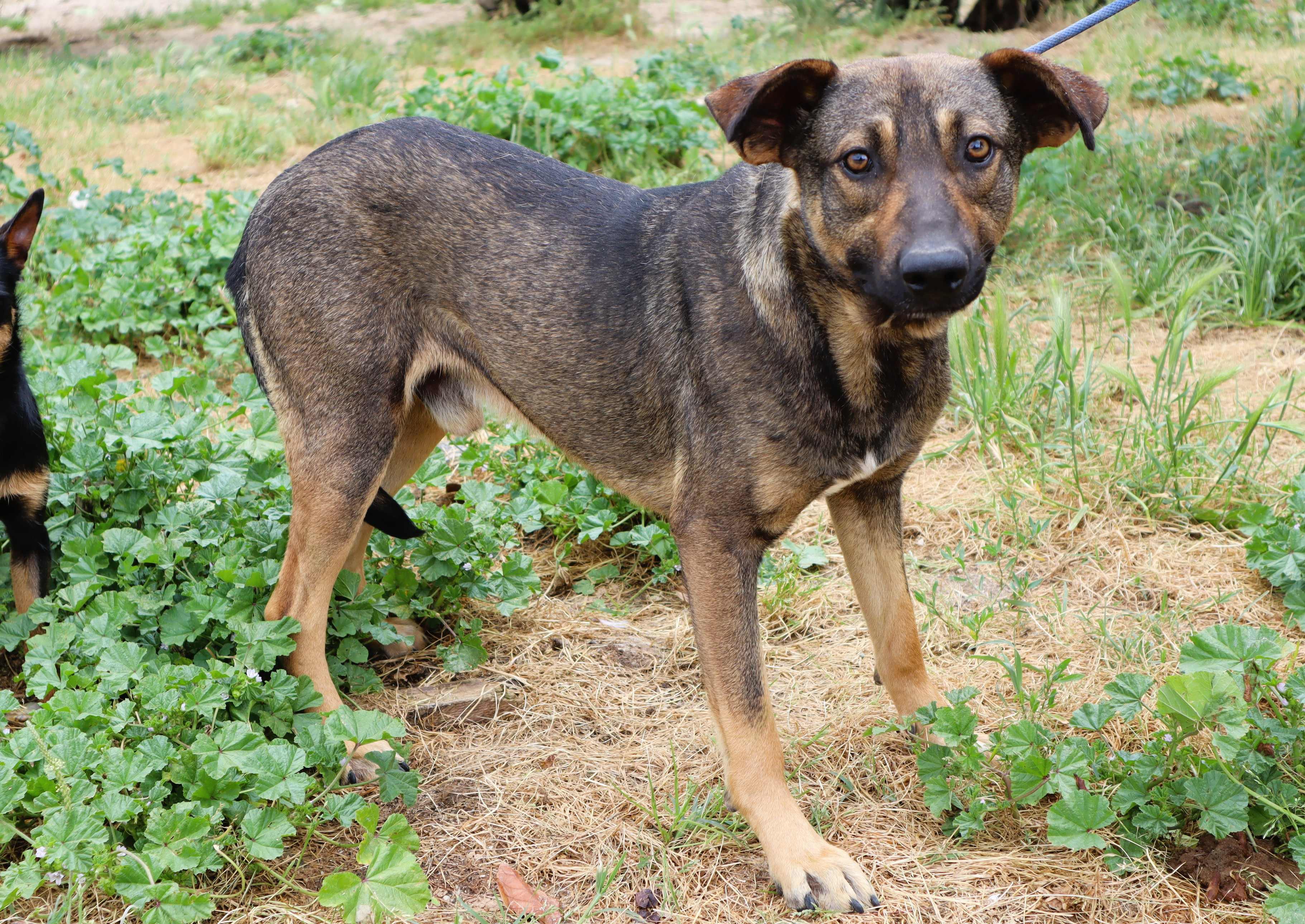 GRINGO 10898