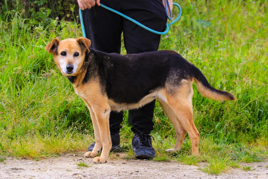 HAZEL 11030