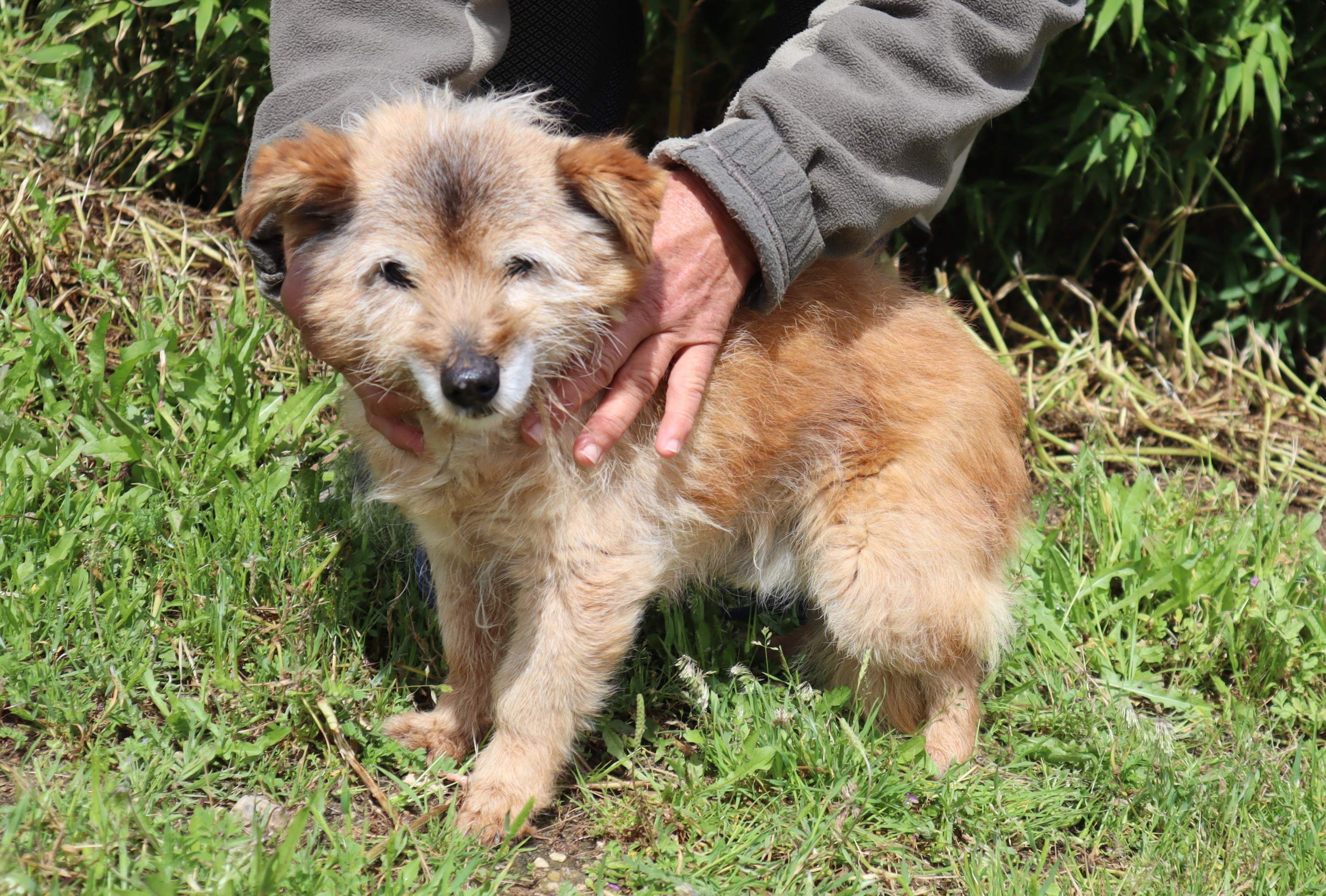 PADDY 11056
