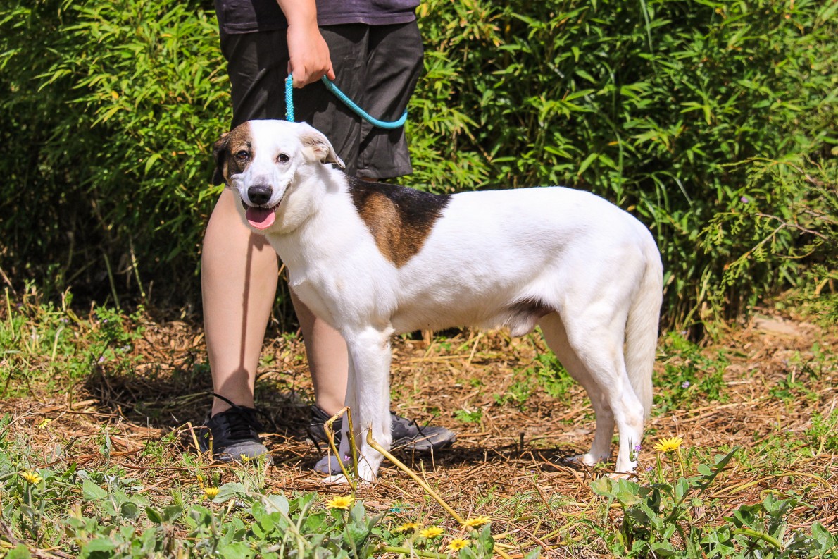 CHICO 11089
