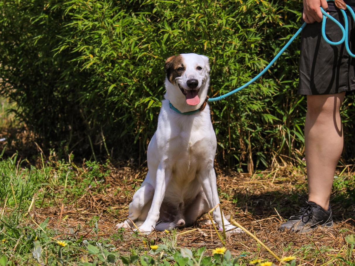CHICO 11089