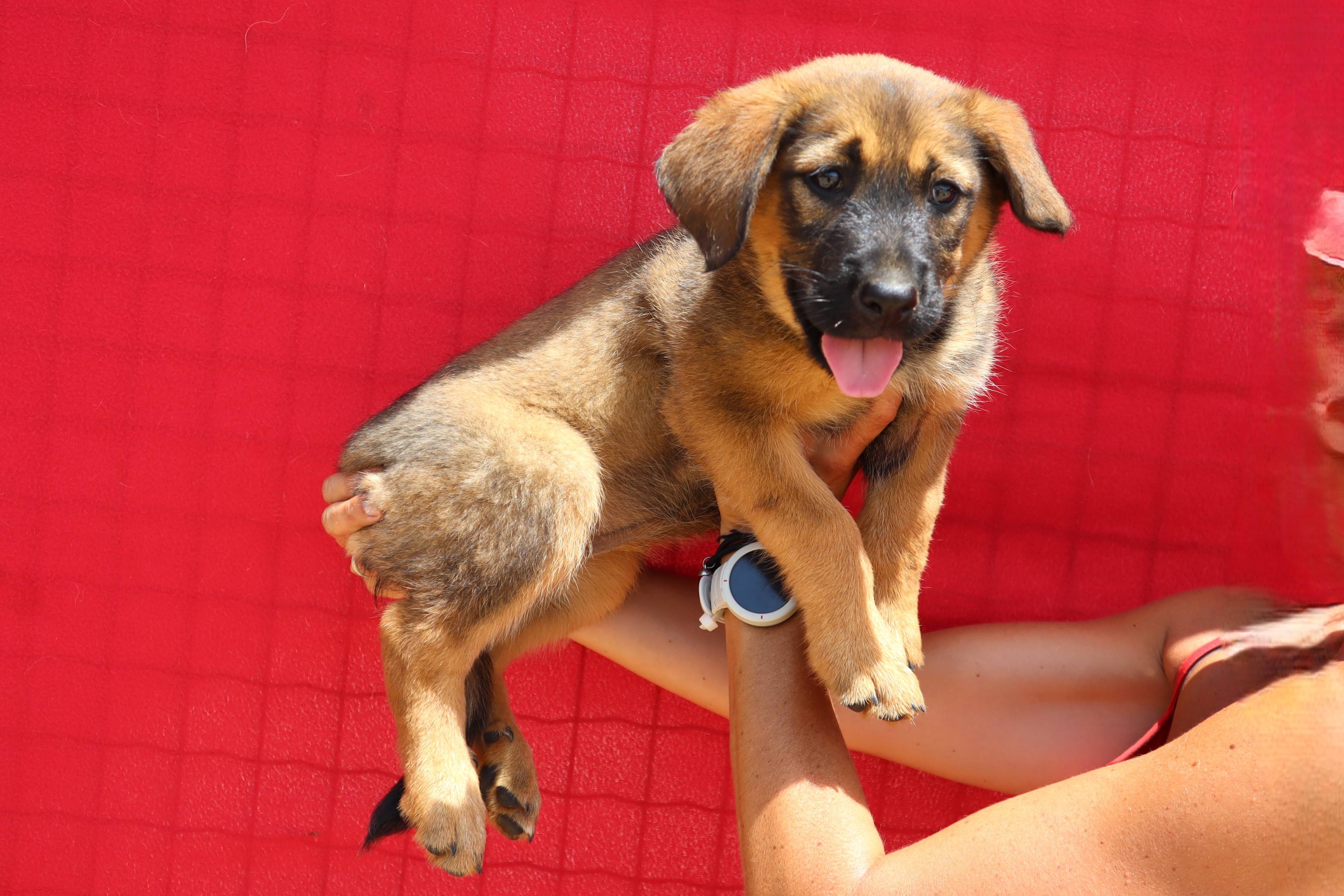 KETTI