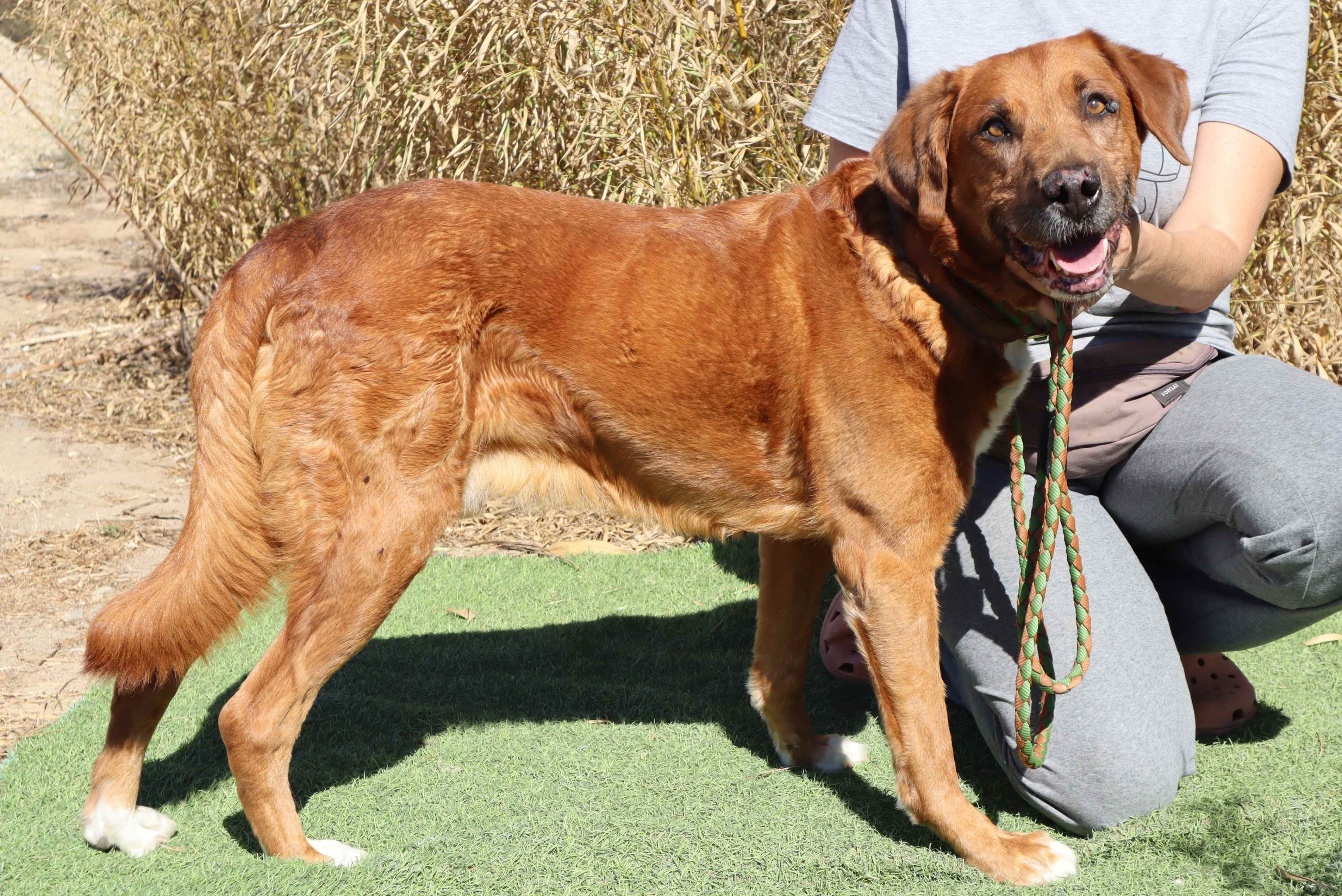 WIZZ 11471