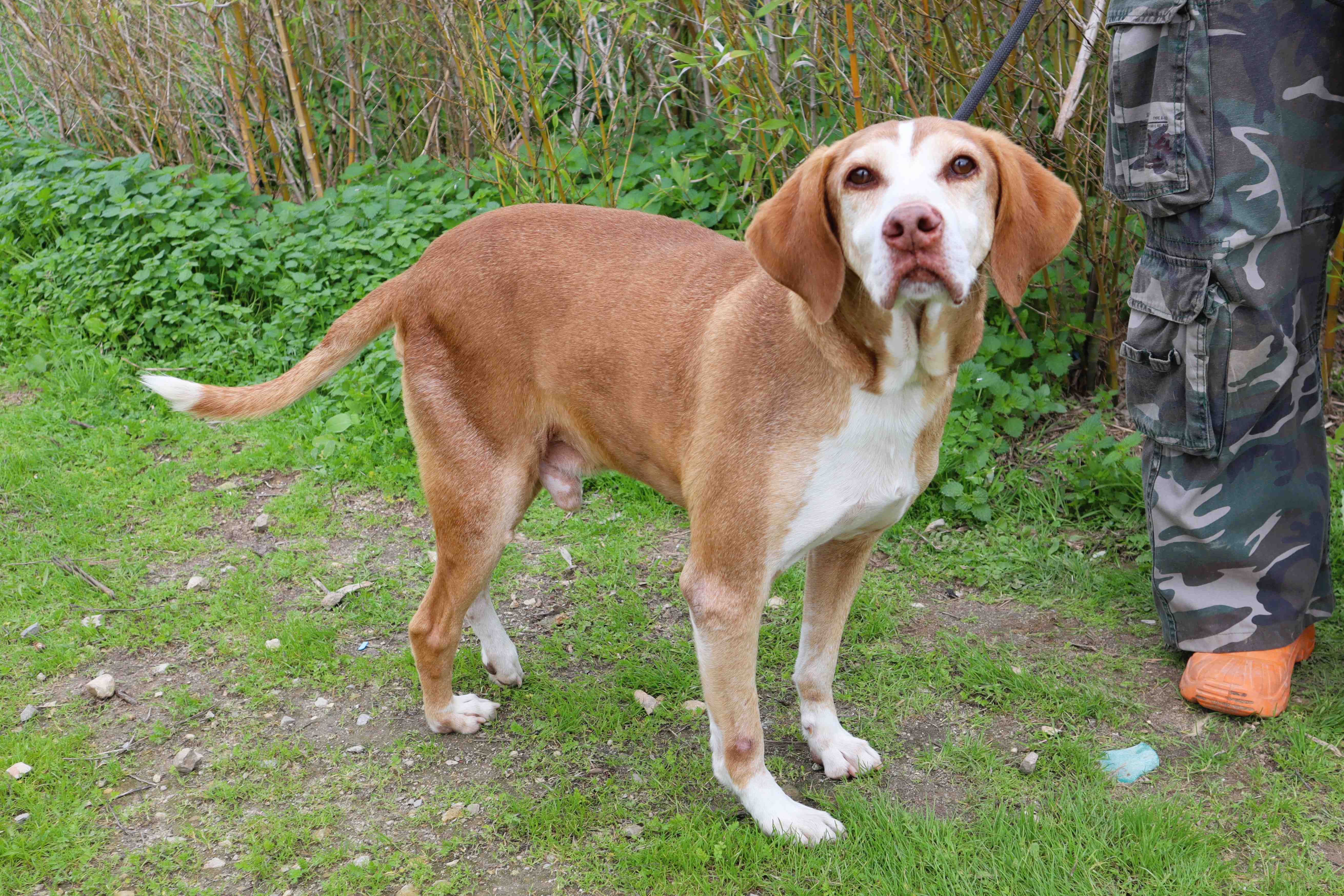 ARCHIE 11621