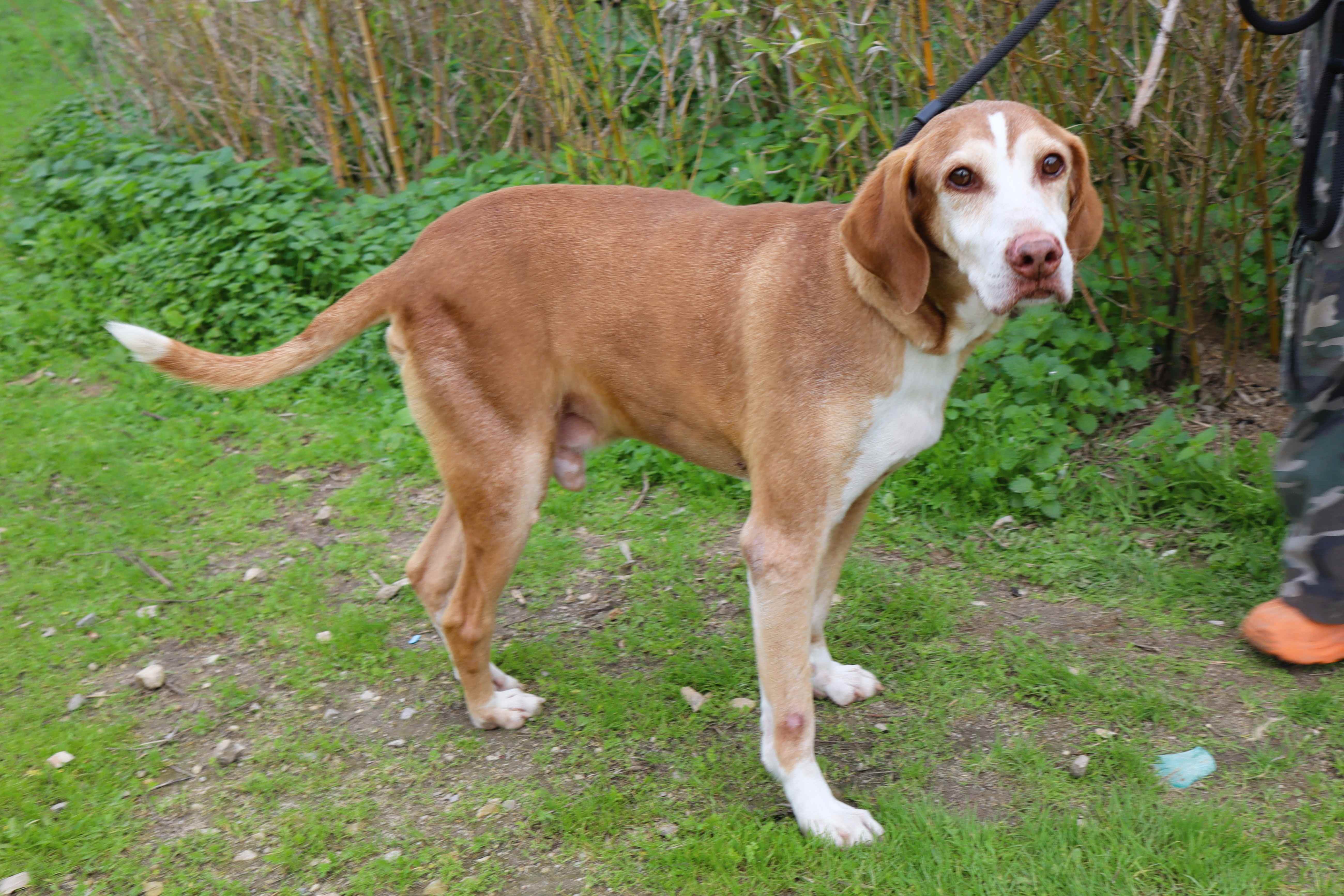ARCHIE 11621