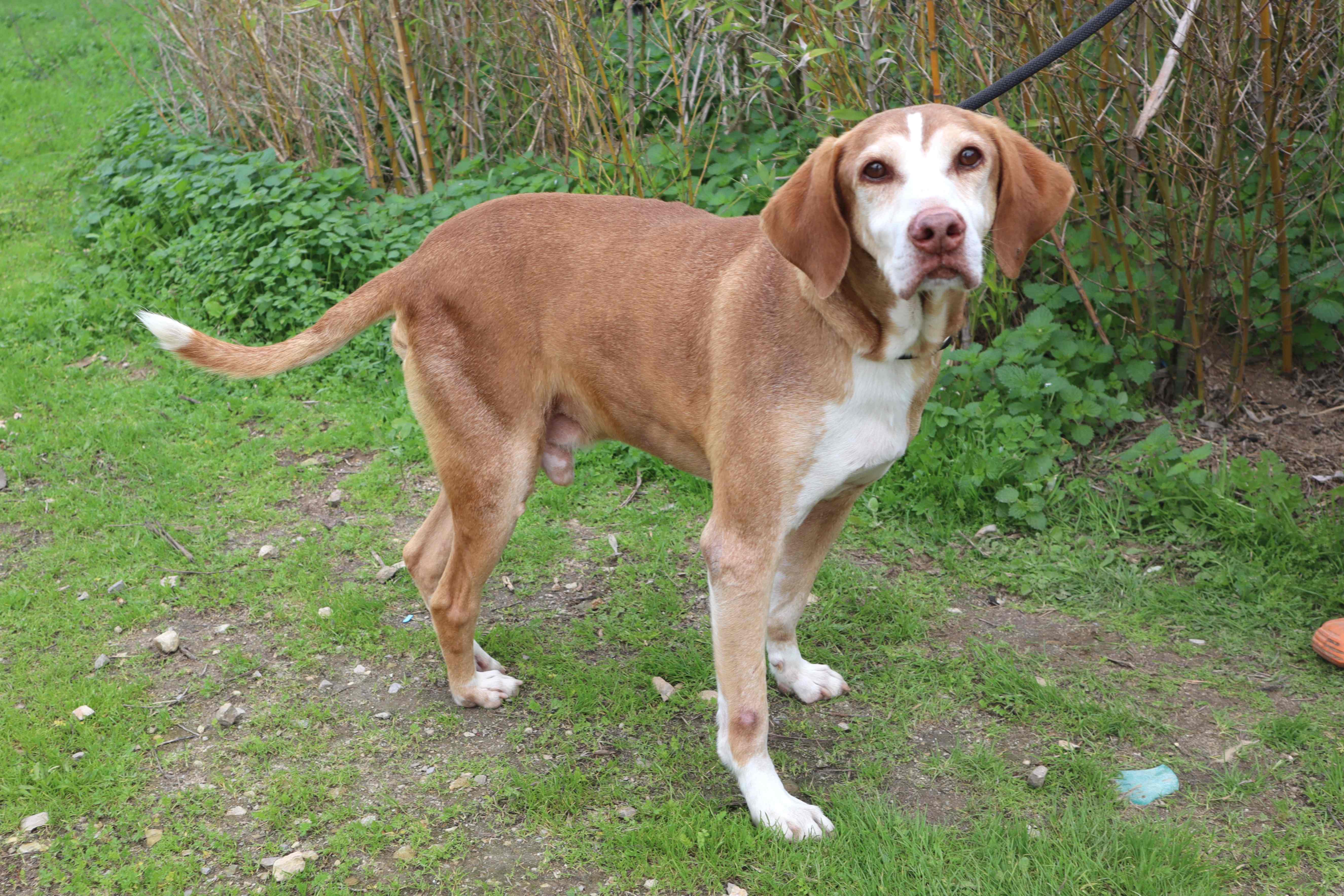 ARCHIE 11621