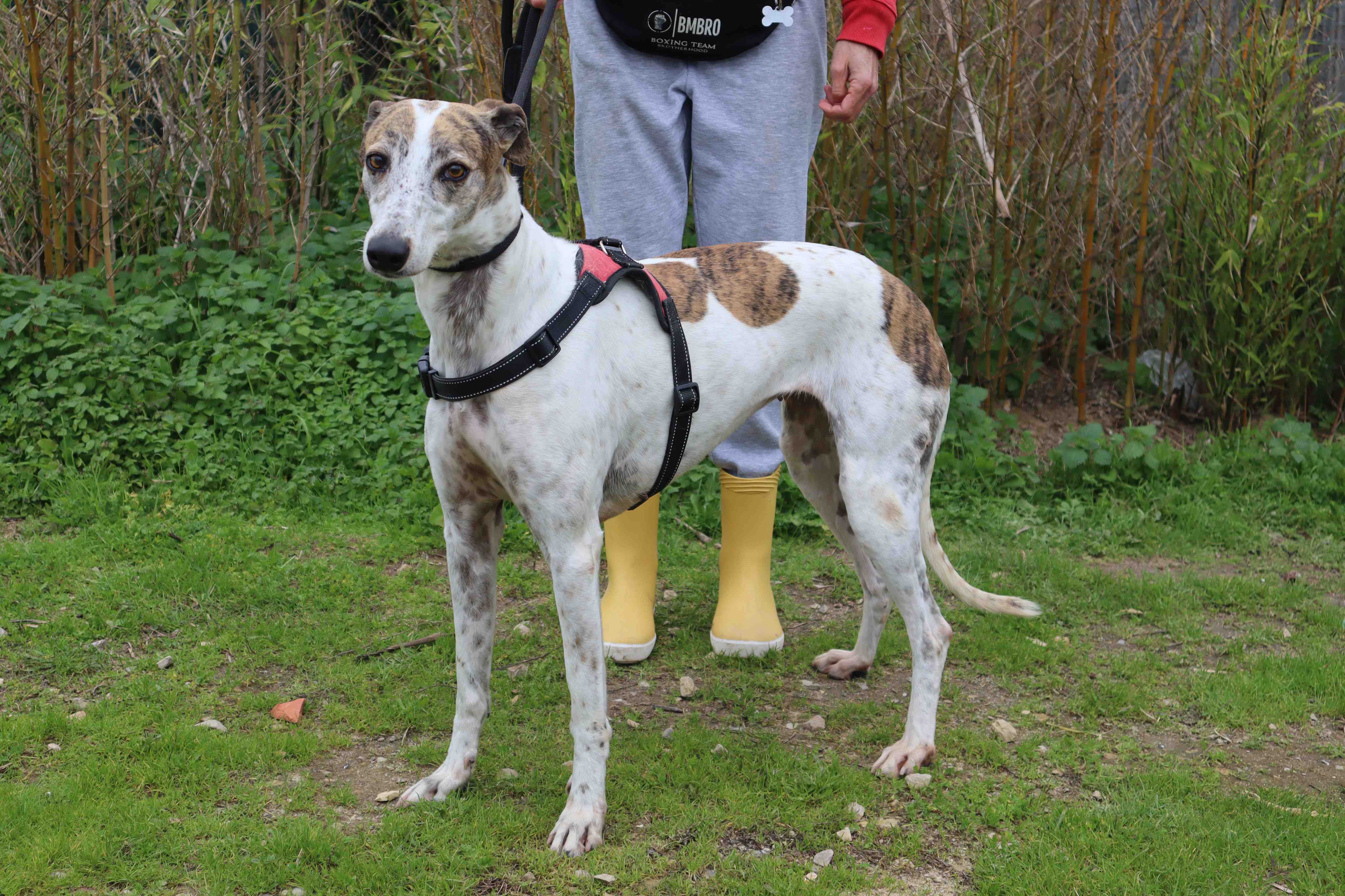 CHARLIE 11638