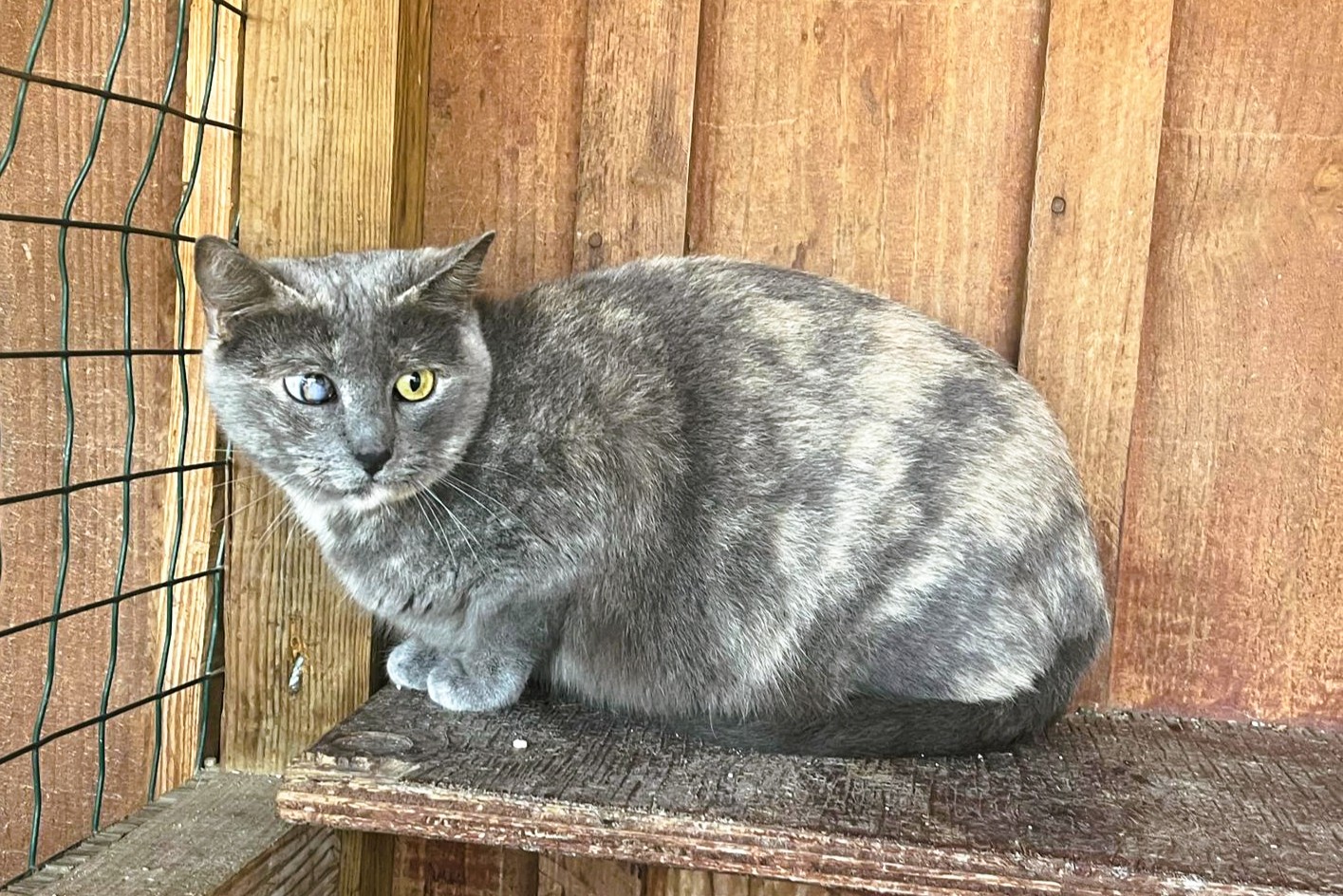 SOPHIE 11714
