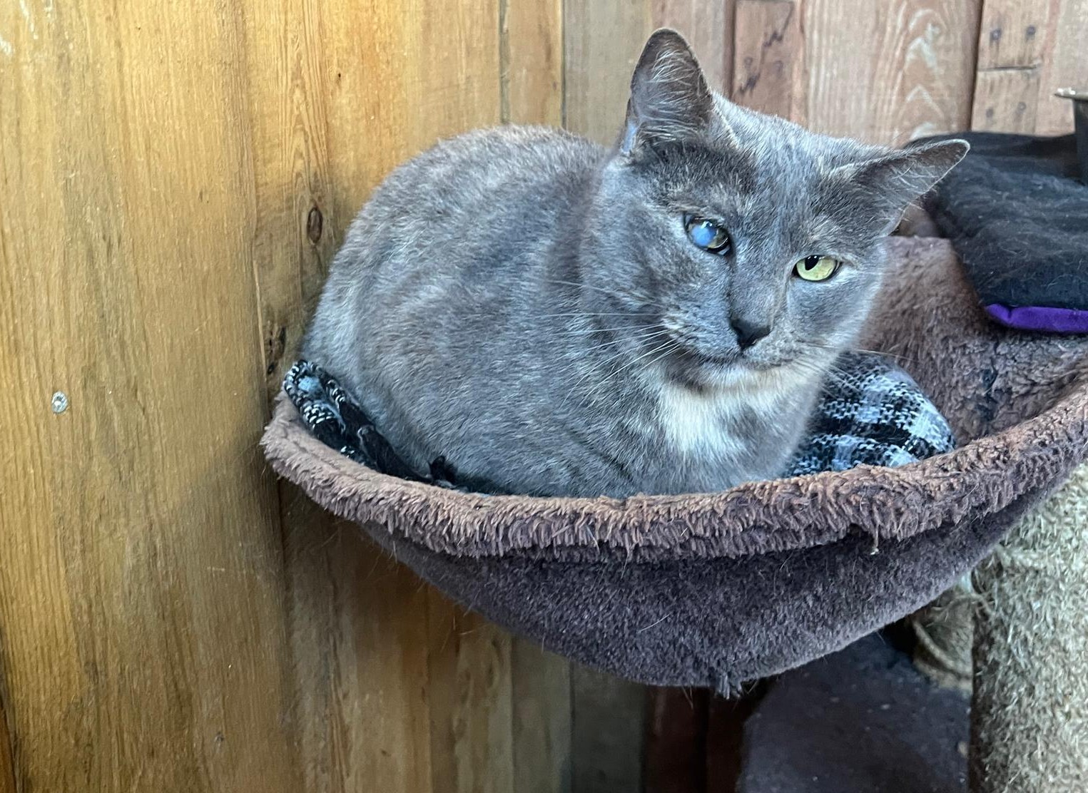 SOPHIE 11714