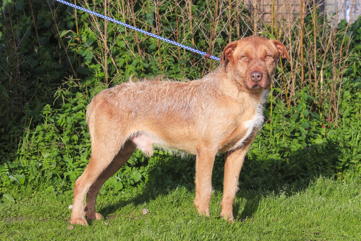 RUDI 11733