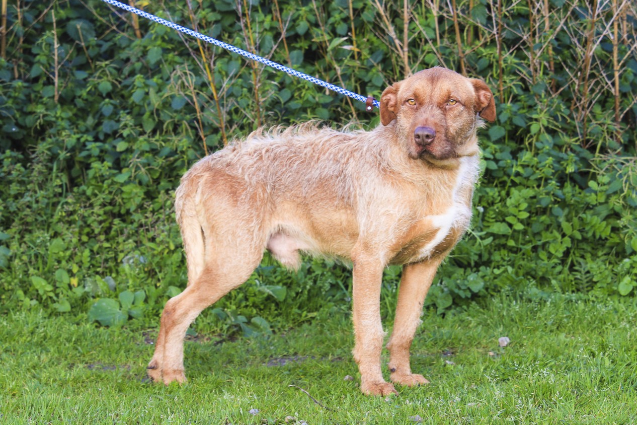 RUDI 11733