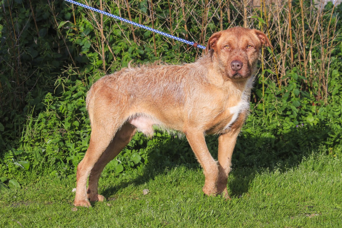 RUDI 11733
