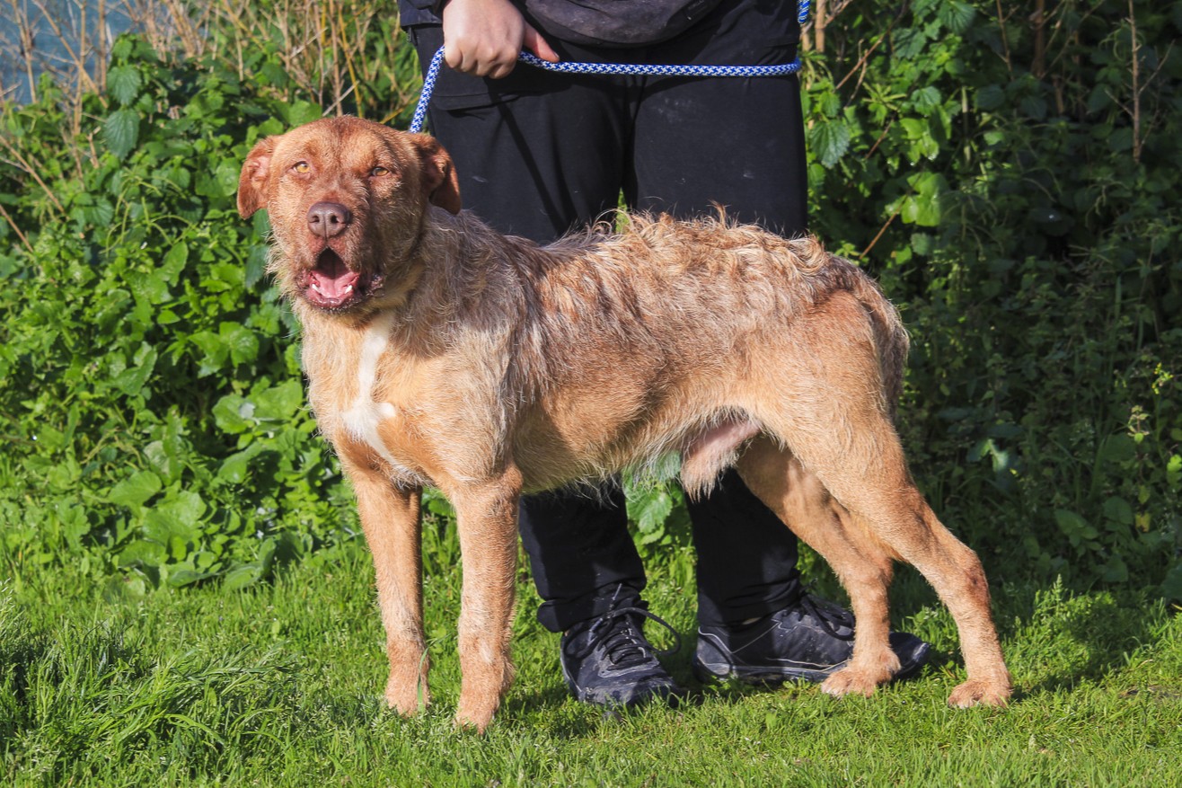 RUDI 11733