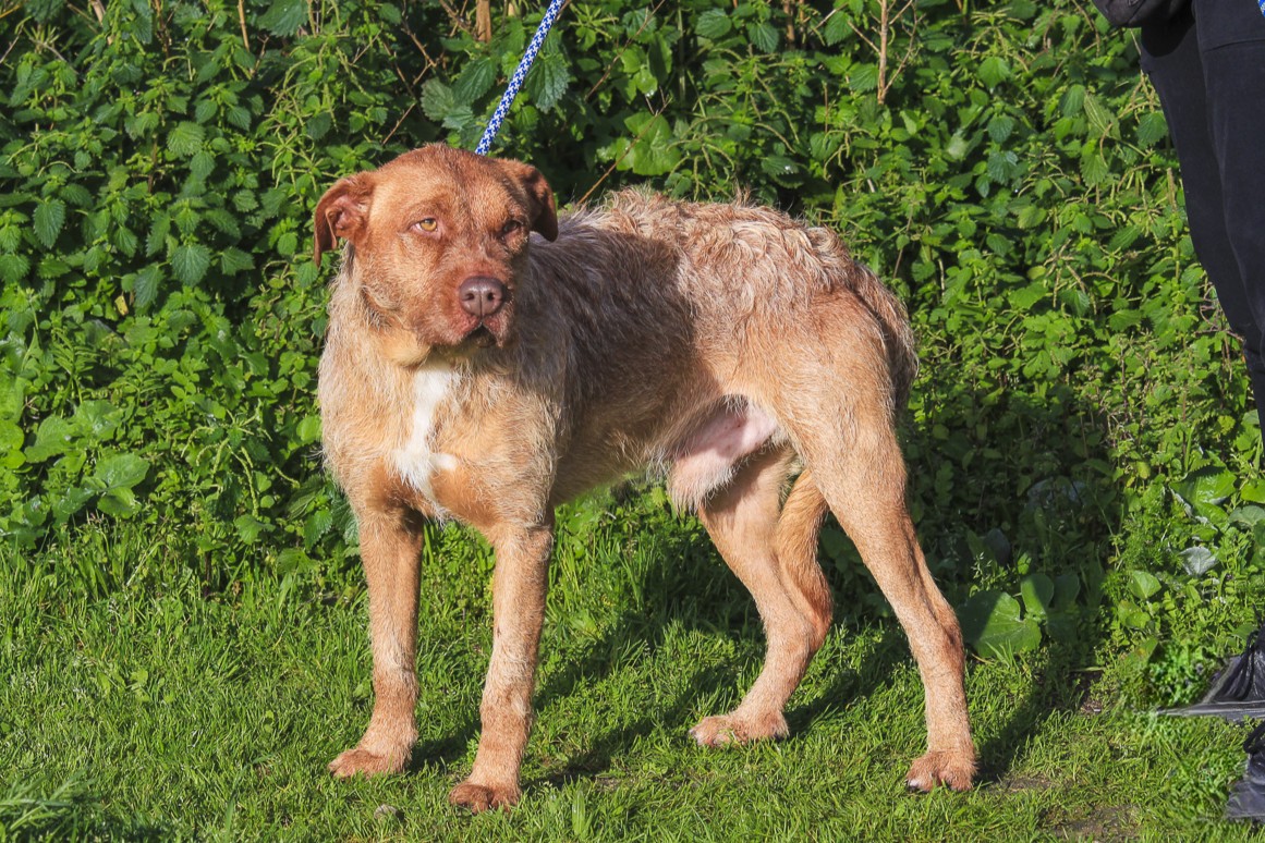 RUDI 11733