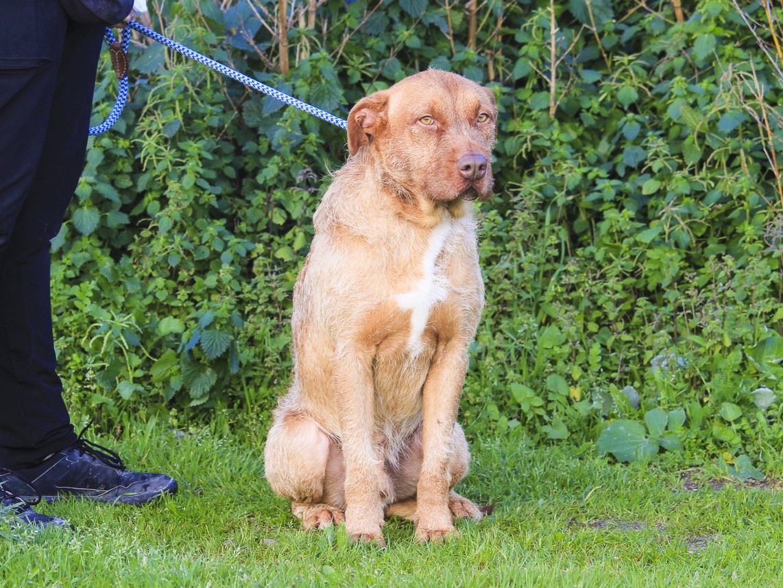 RUDI 11733