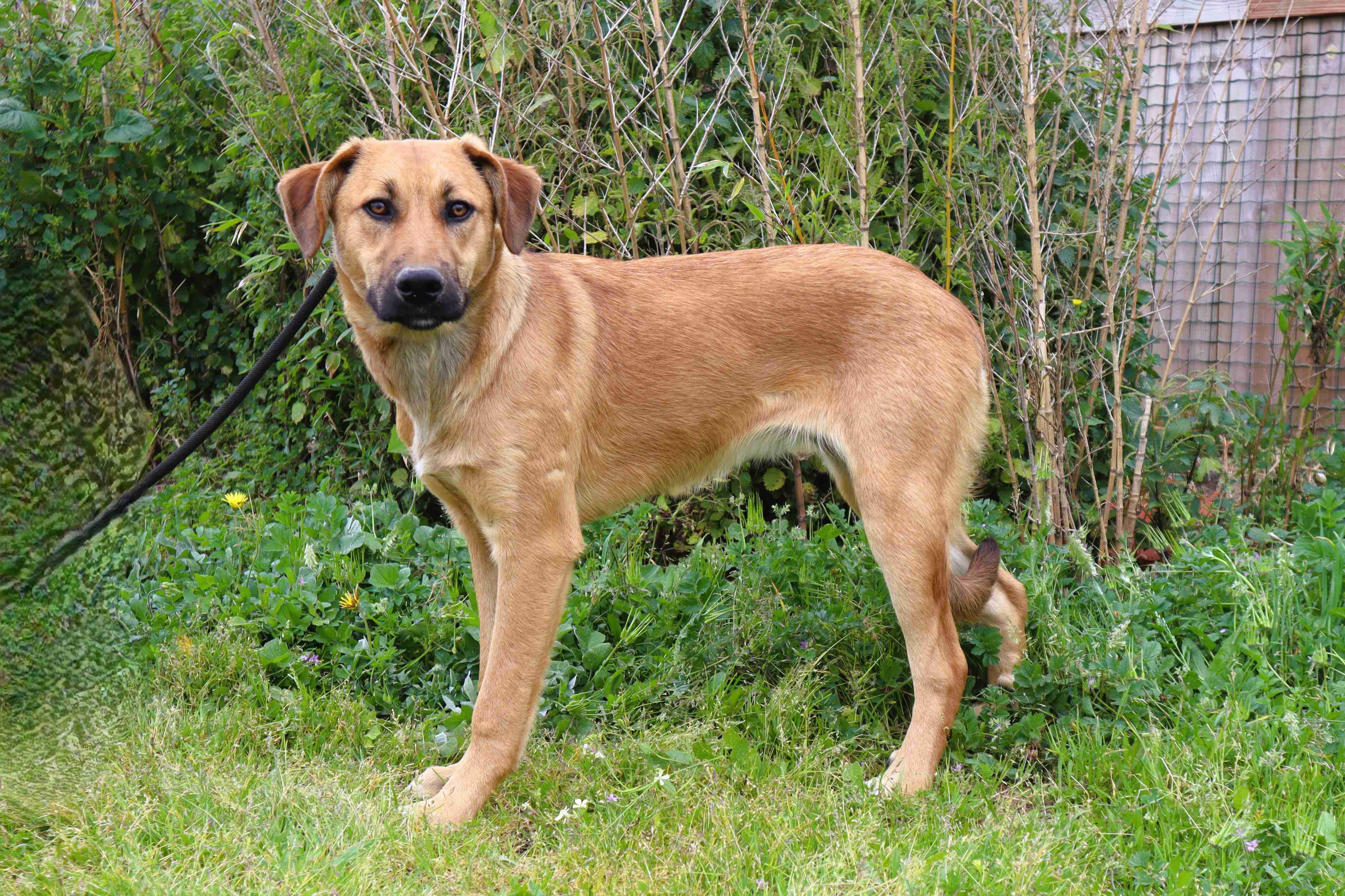 NALA 11814