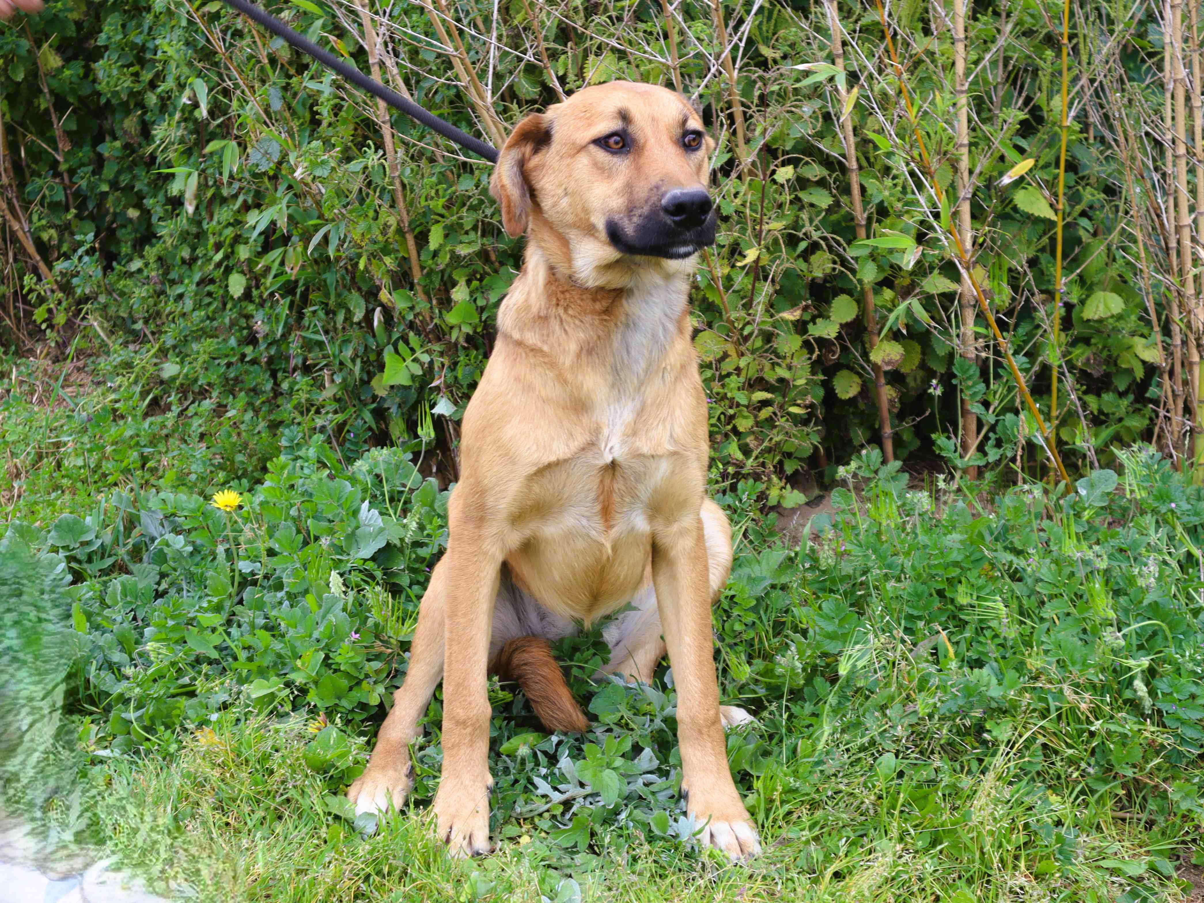 NALA 11814