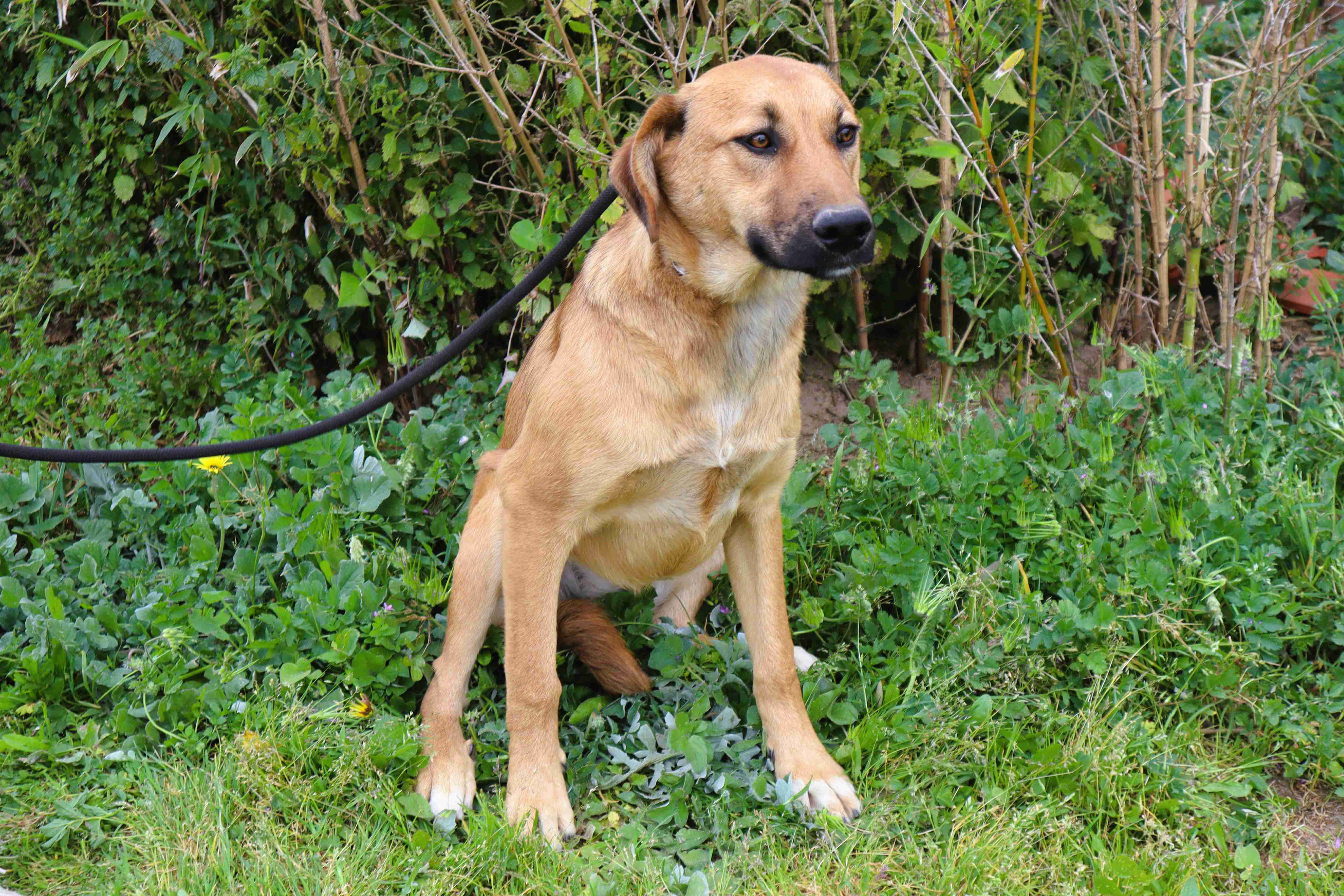 NALA 11814