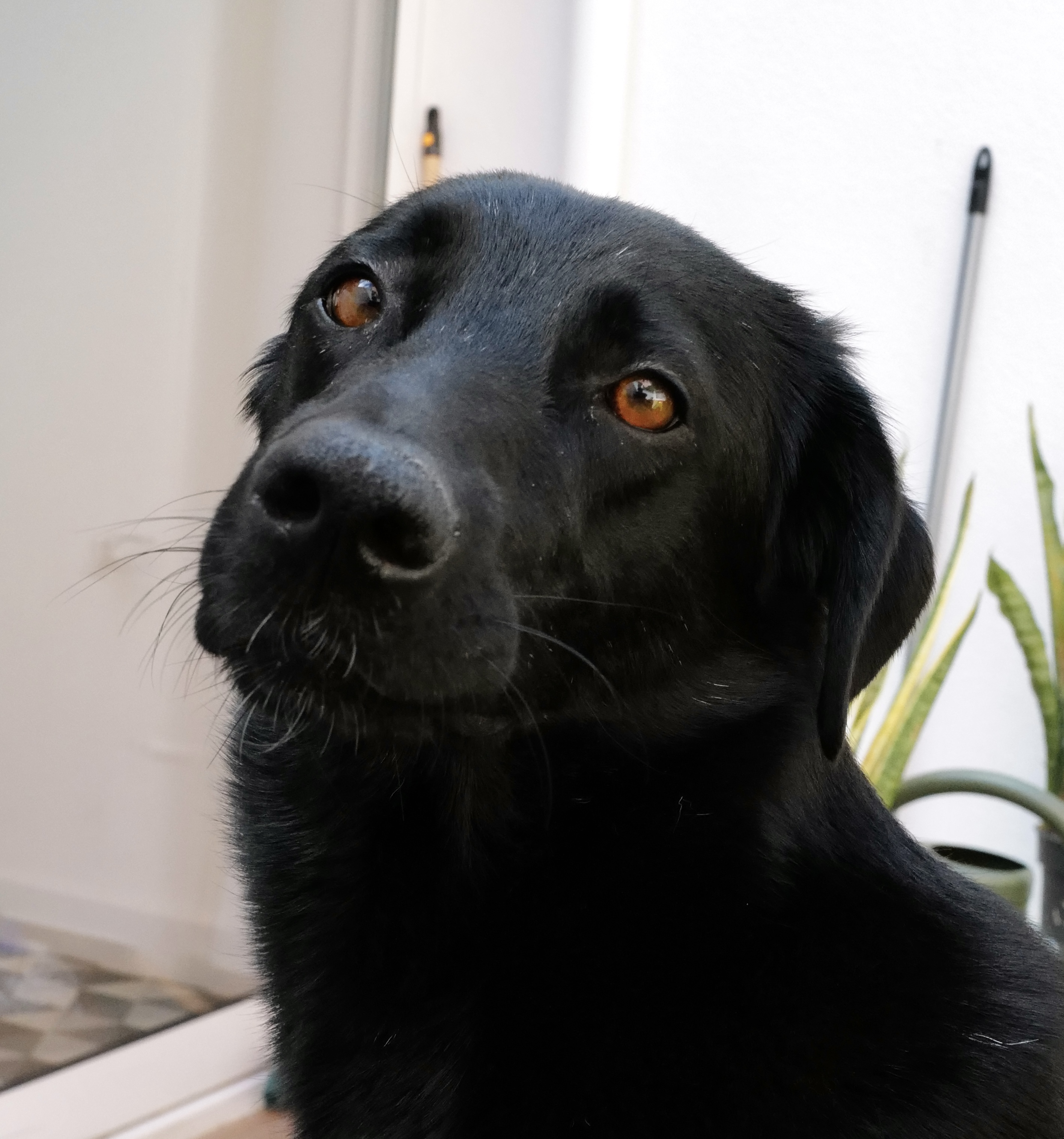 PAMINA