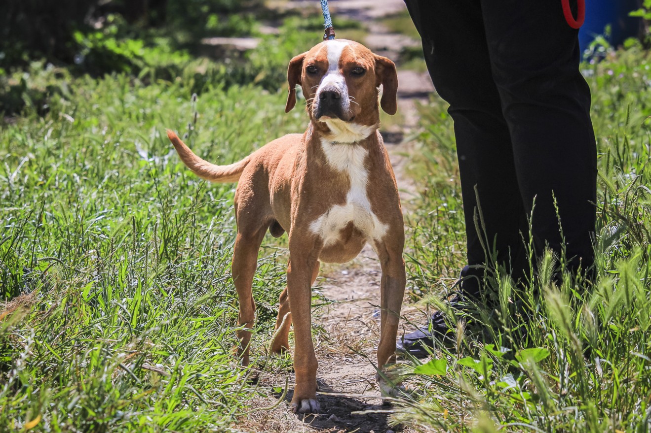 ARAMIS