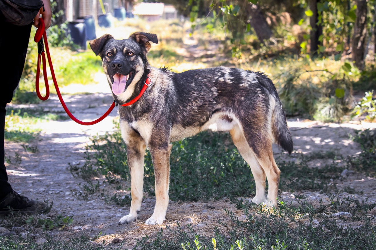ROGER