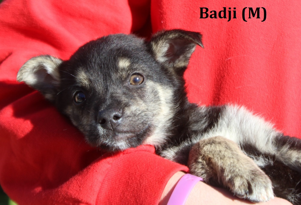 BADJI 2200