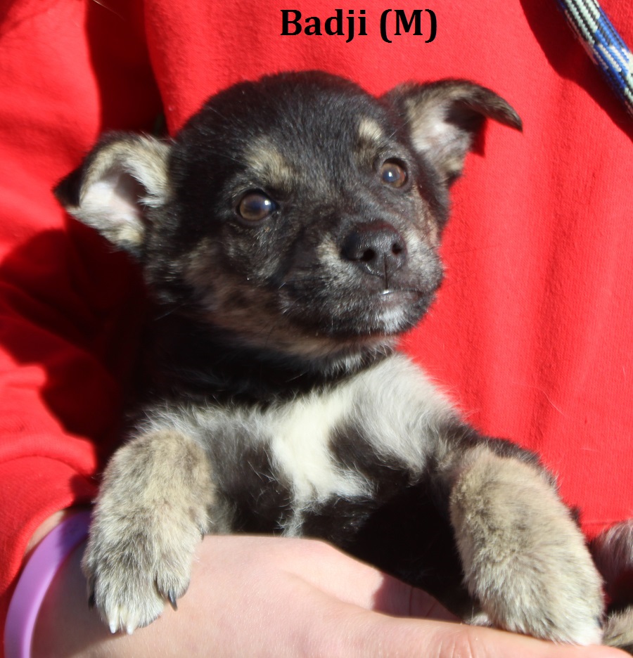 BADJI 2200