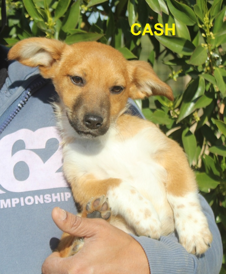 CASH 3317