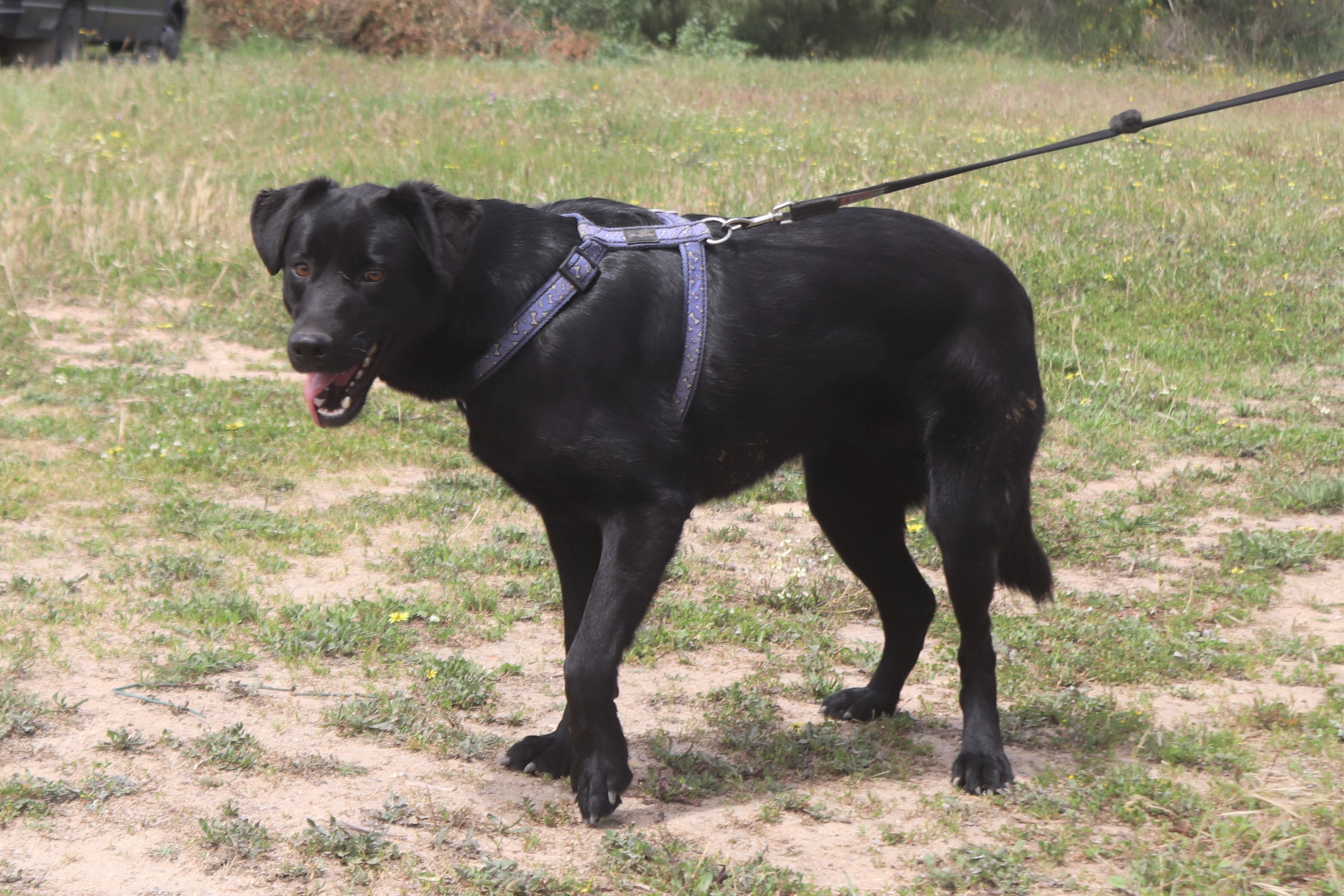 MILLIE 4689
