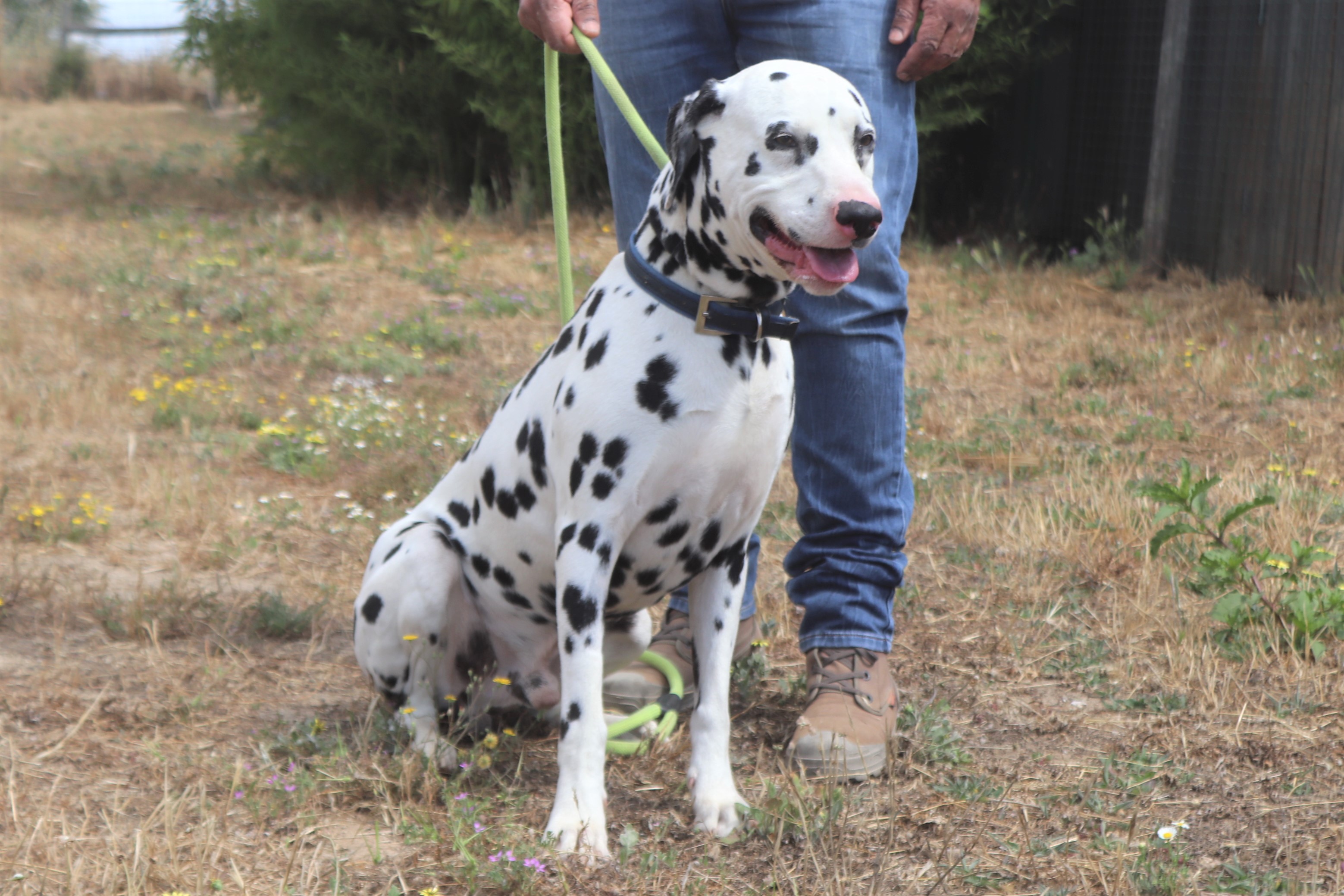 PIDI 5871