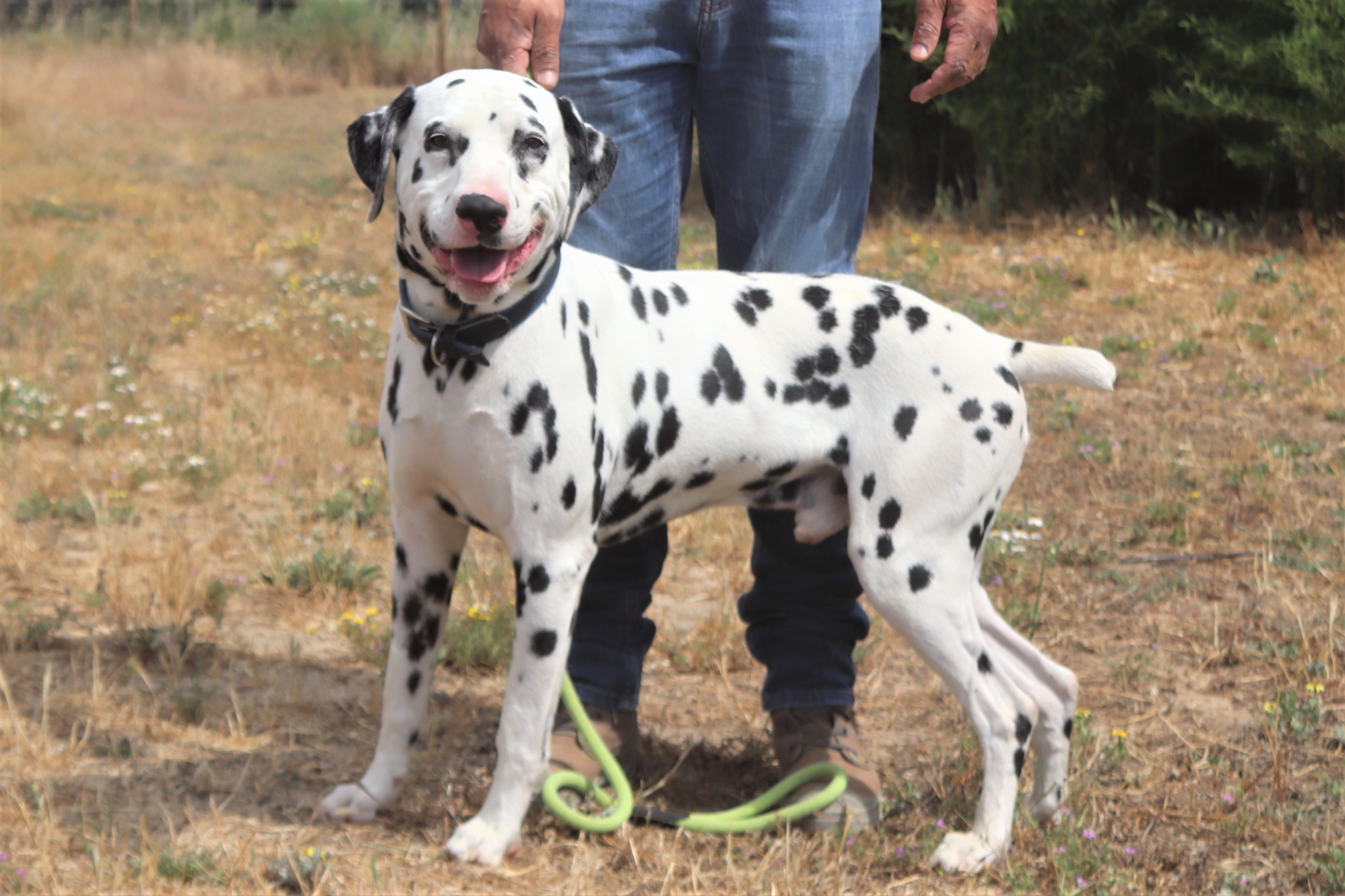PIDI 5871