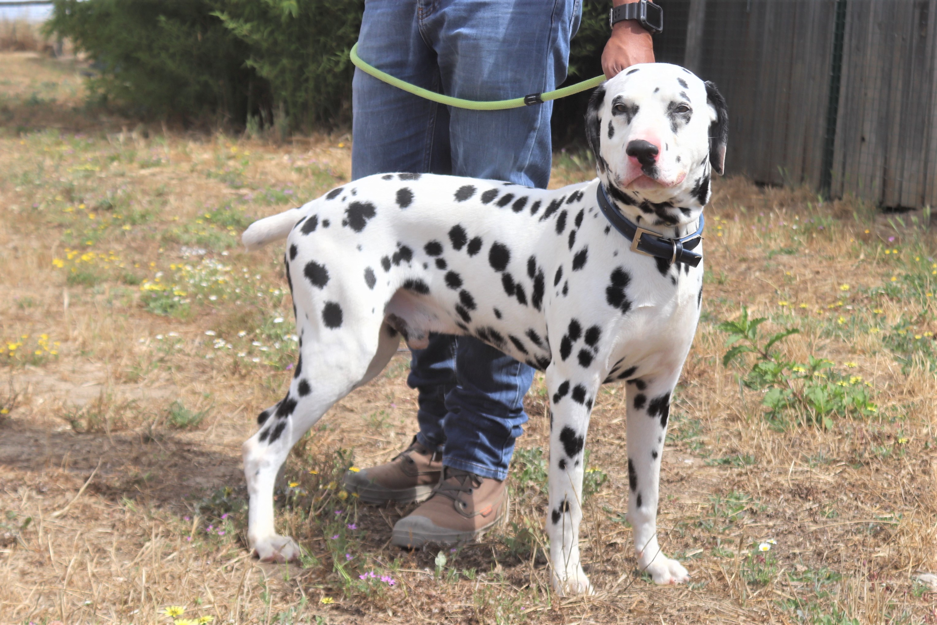 PIDI 5871